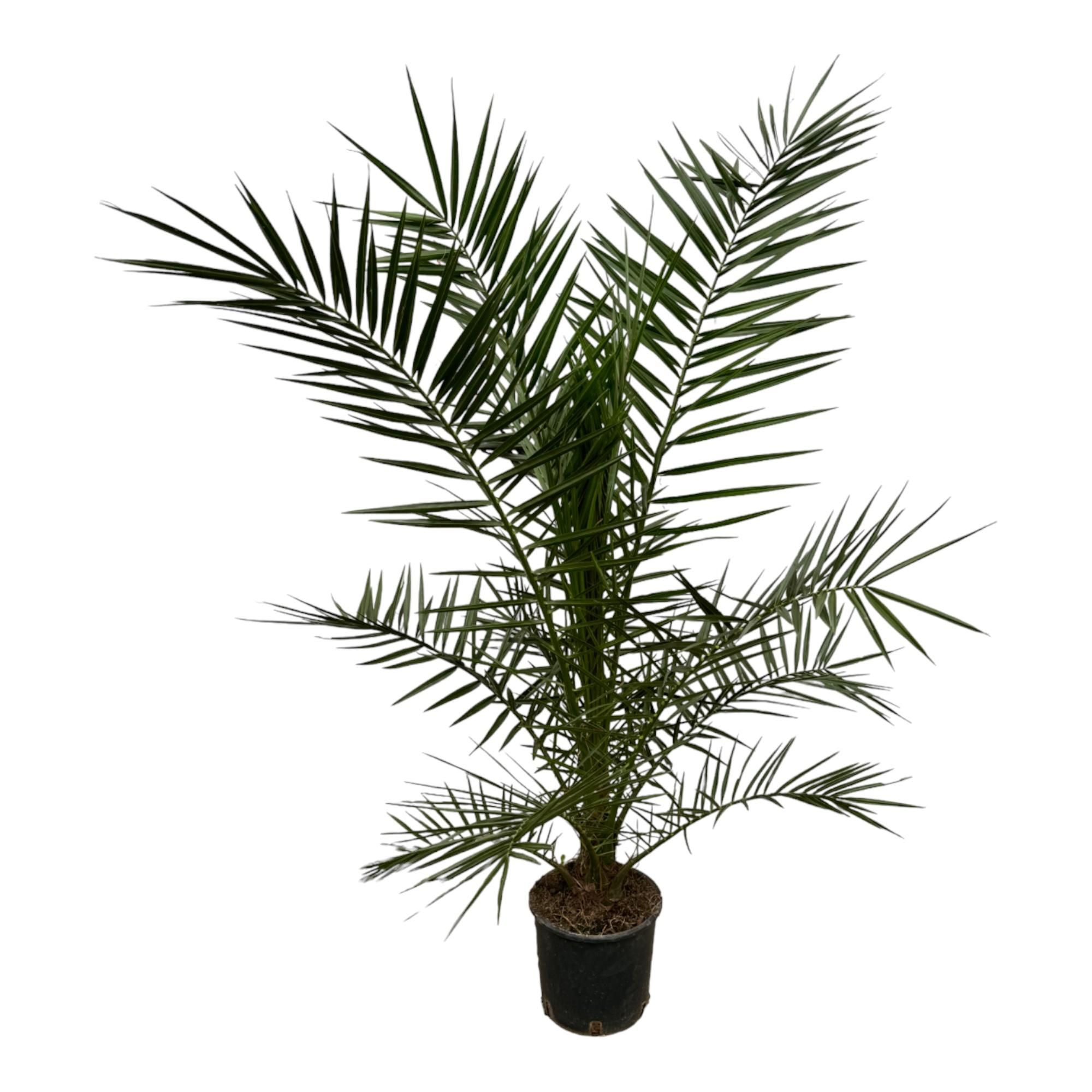 Kanarische Dattelpalme Phoenix Canariensis