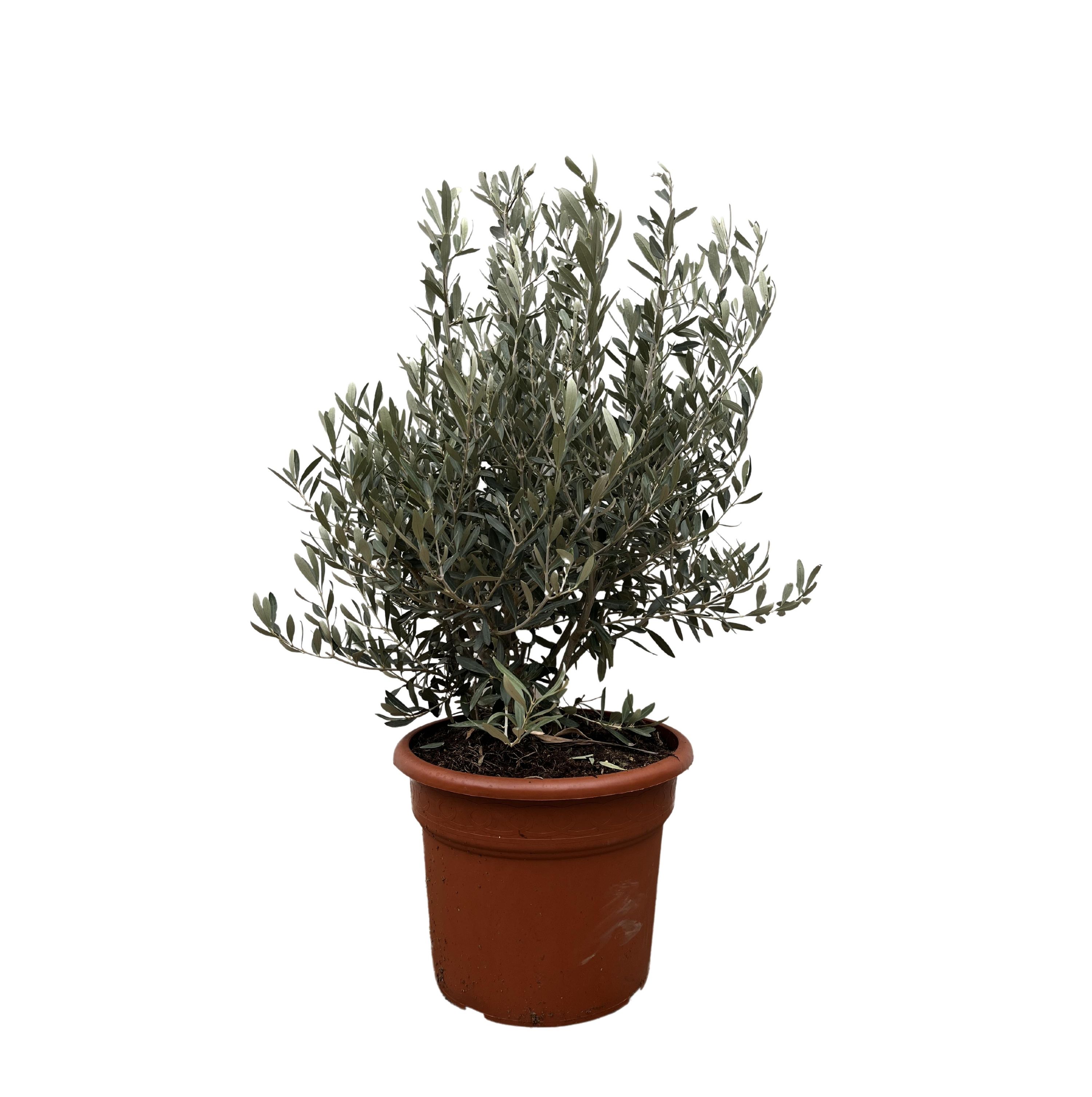 Olivenbaum Olea Europaea - kompakter Oleastrauch