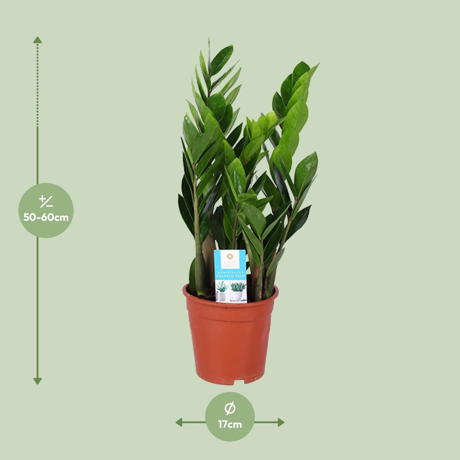 Zamioculcas - Widerstandsfähige Zimmerpflanze mit Glänzenden Blättern