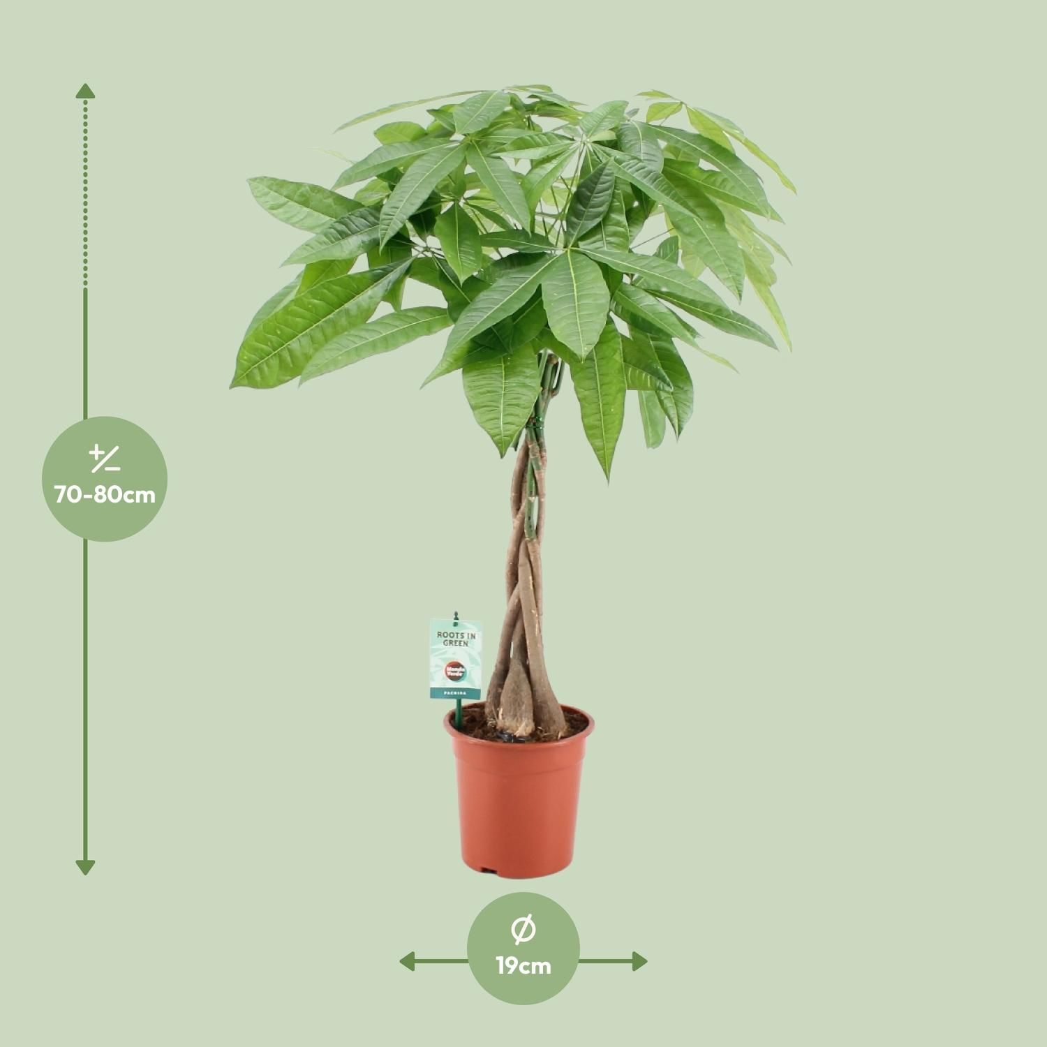 Pachira Aquatica Zimmerpflanze