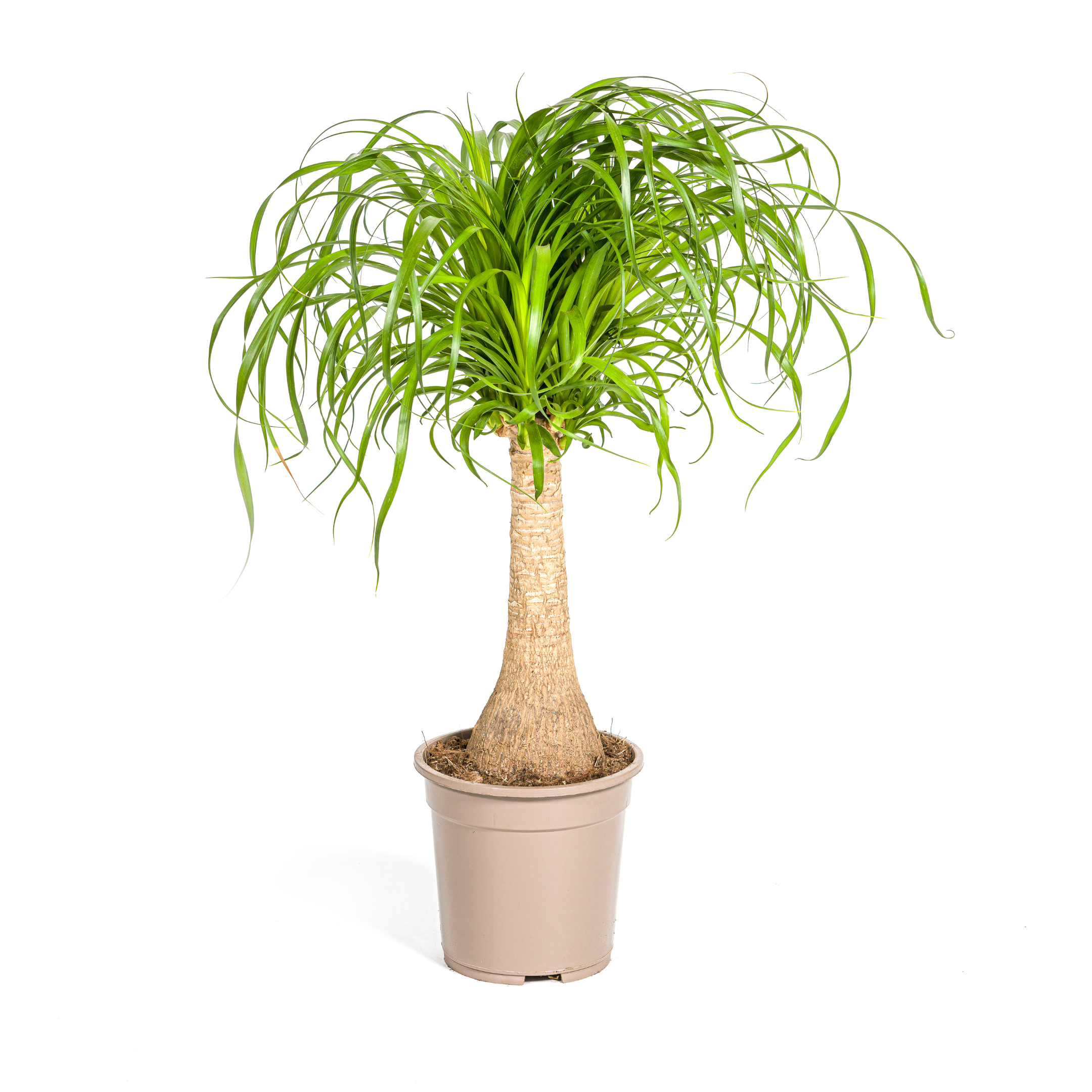 Beaucarnea Recurvata | Elefantenfuß | Stammdurchmesser 21cm | 60-80cm Höhe