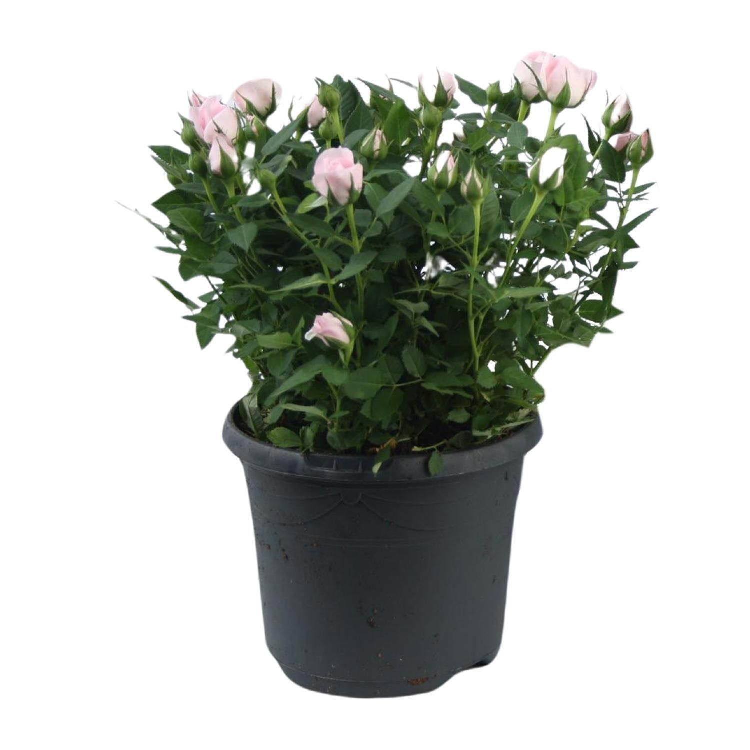 Rosa Jewel Patio Baby Topfrose