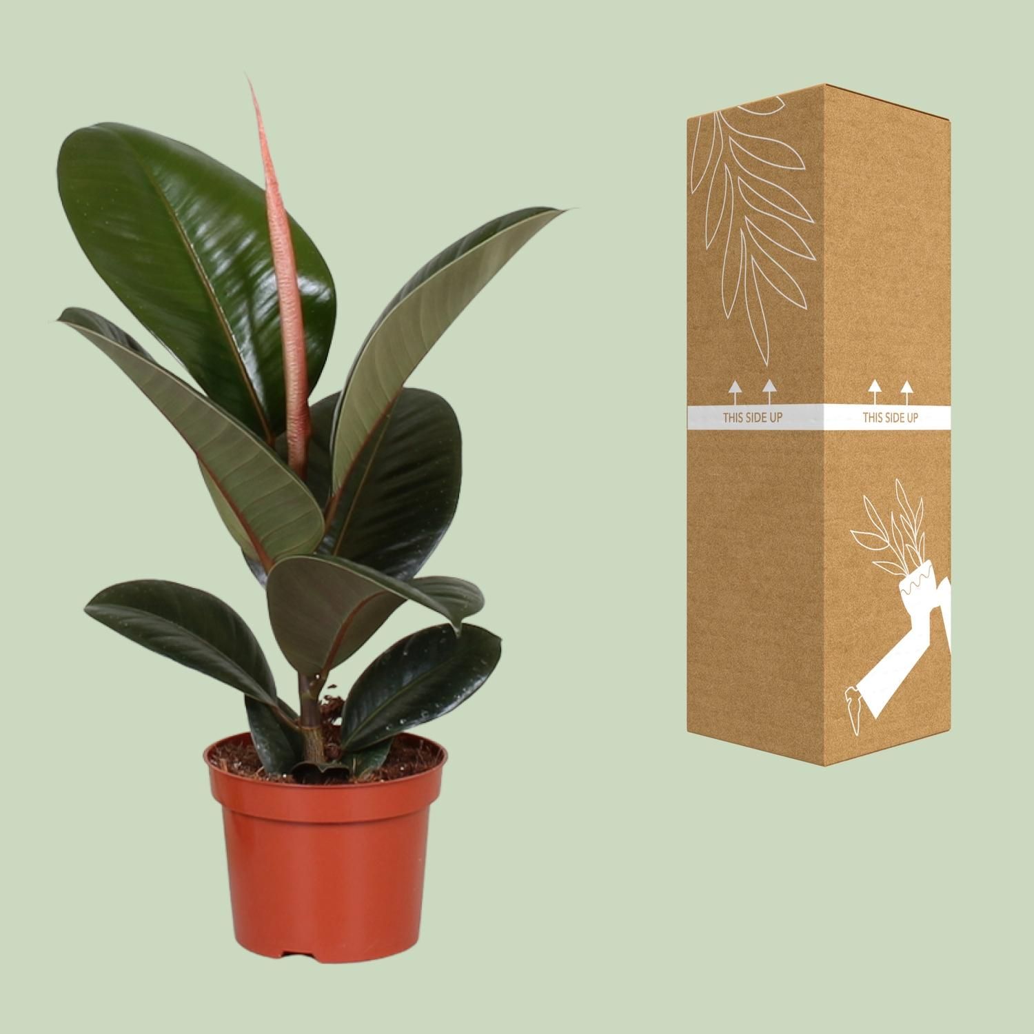 Ficus Elastica Robusta - eleganter Zimmerbaum