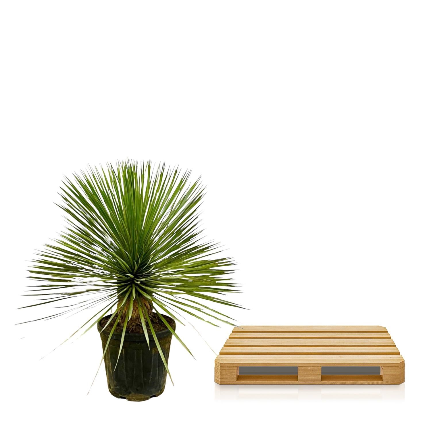 Yucca Rostrata auf Stamm – Robuste Sonnenliebhaber-Pflanze