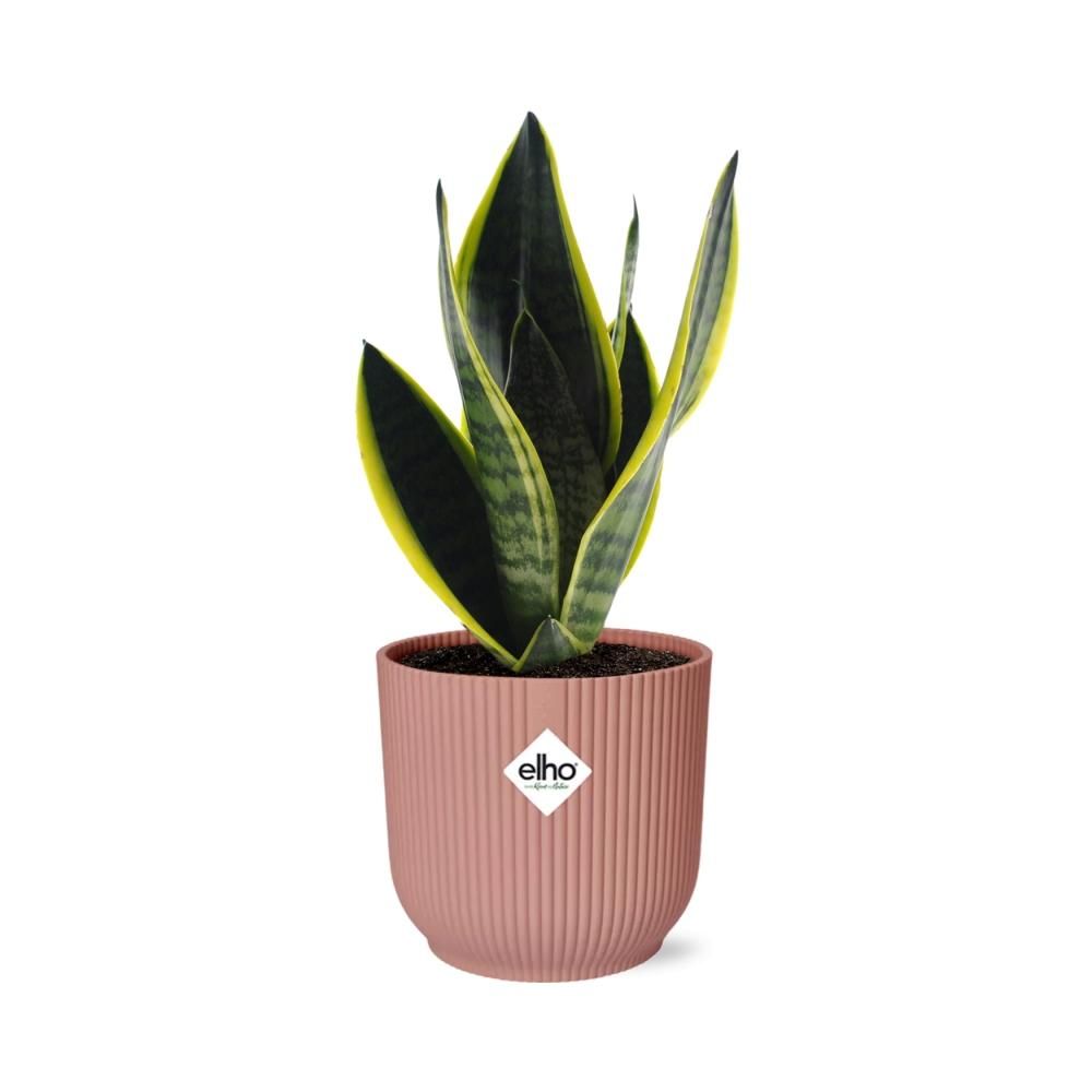 Sansevieria Futura Superba – Schlangenpflanze in dekorativem Topf