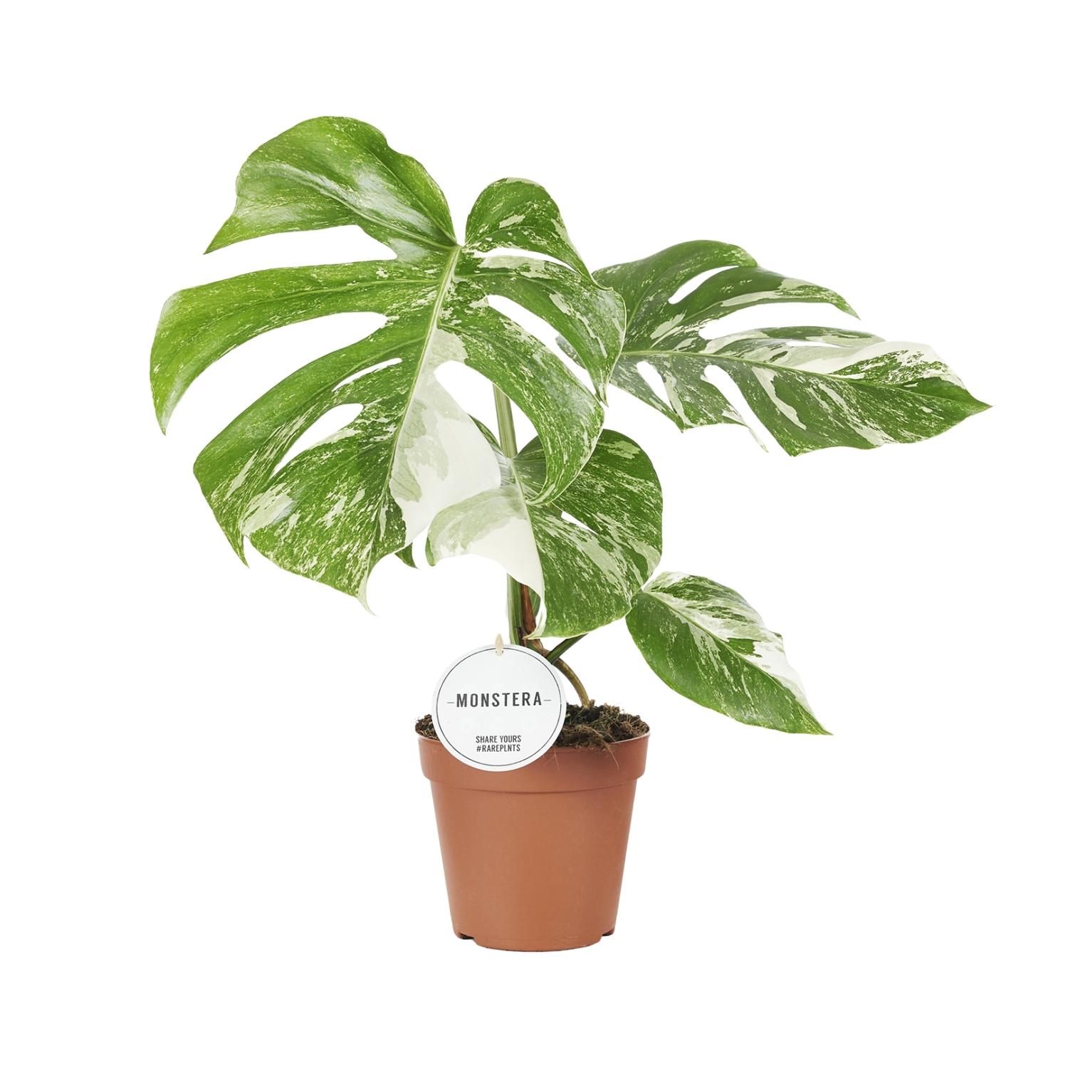 Monstera Variegata Zimmerpflanze