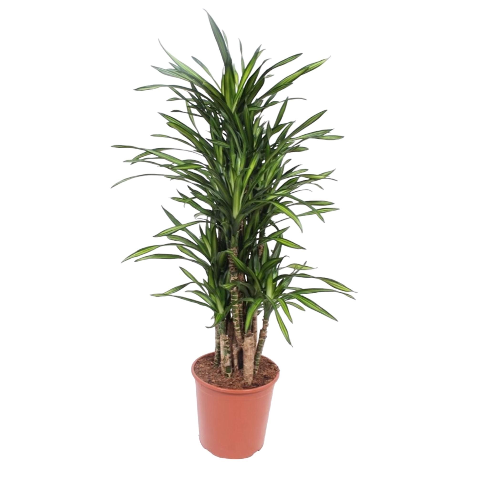 Dracaena Riki Elegante Zimmerpflanze