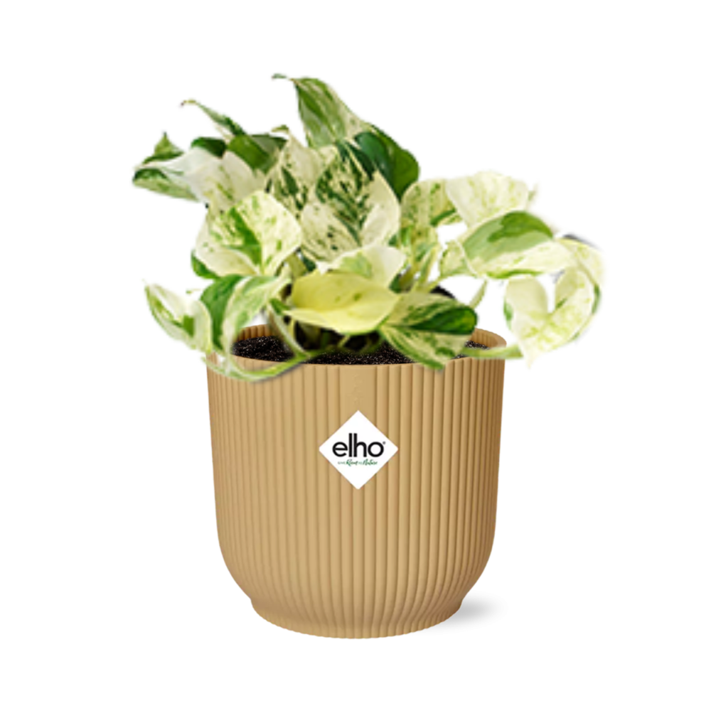 Epipremnum Pinnatum Happy Leaf Zimmerpflanze