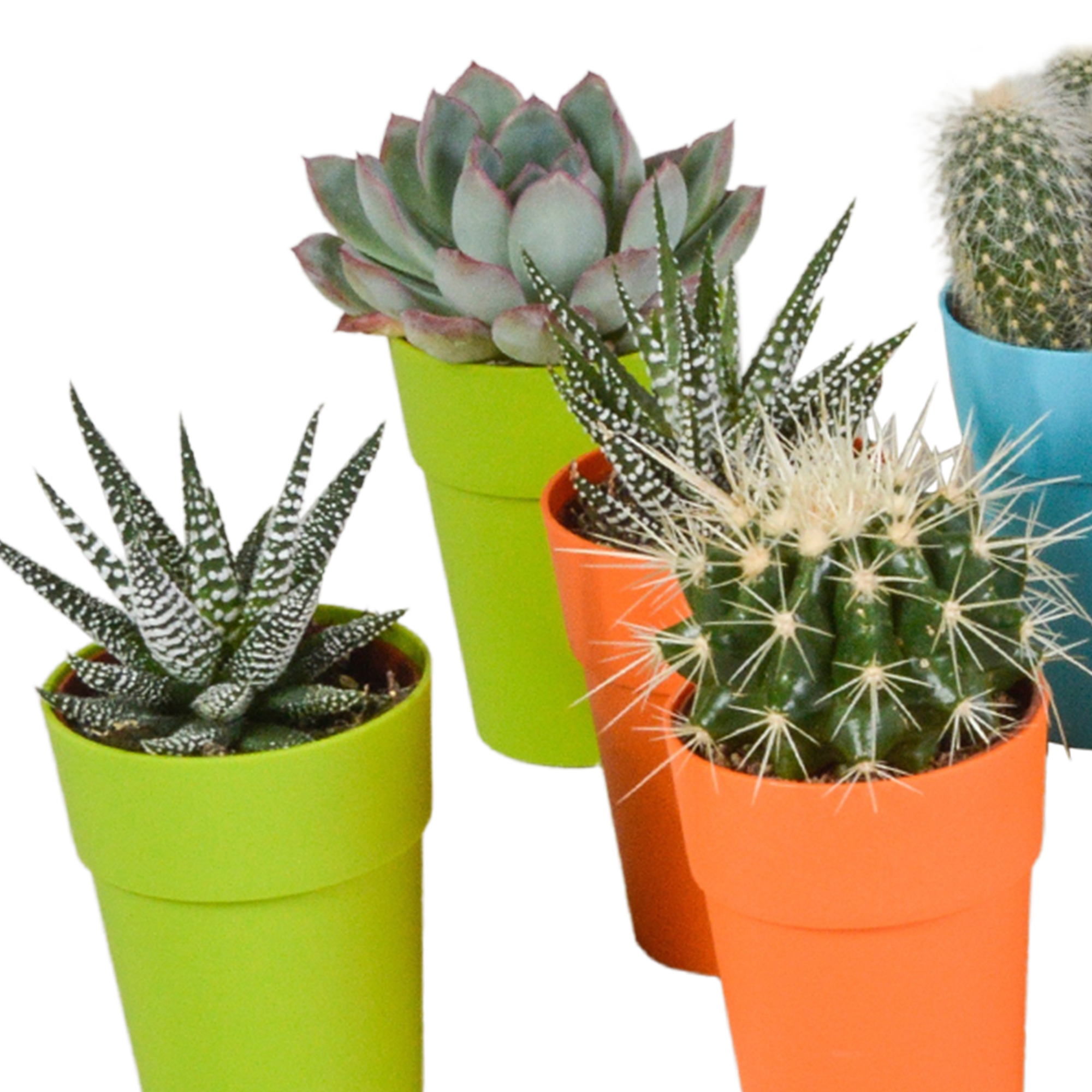 Bunte Cactus und Sukkulenten Mischung