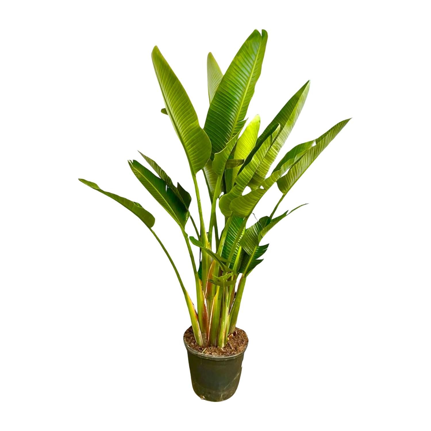 Strelitzia Augusta Weiße Paradiesvogel Pflanze