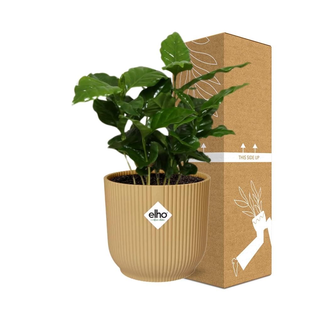 Coffea Arabica Zimmerpflanze im ELHO Vibes Fold Übertopf