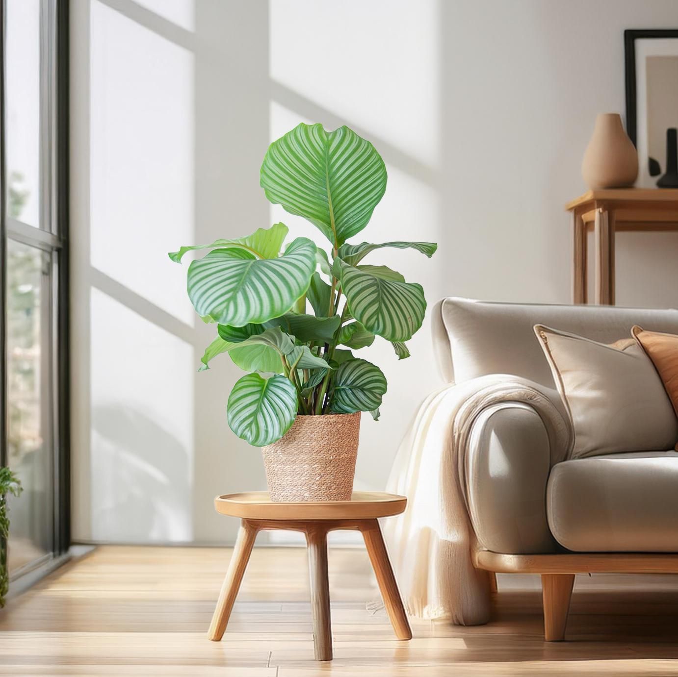 Tropische Calathea Orbifolia | In Sofia Korb Natur | 65cm Hoch