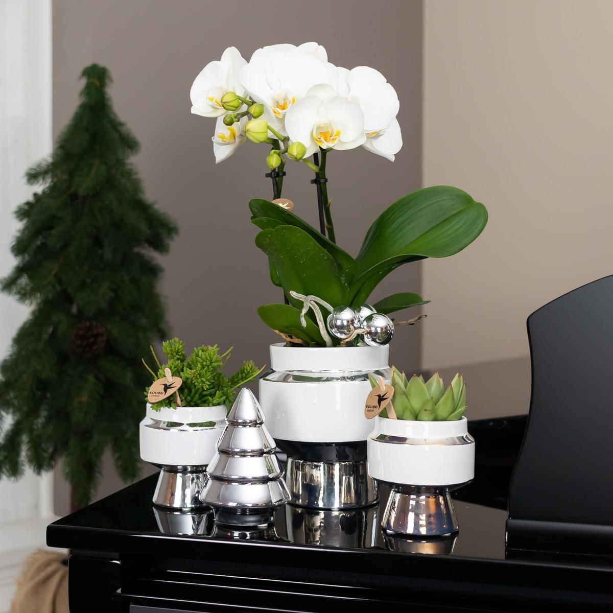 Phalaenopsis Orchidee in elegantem Goldtopf