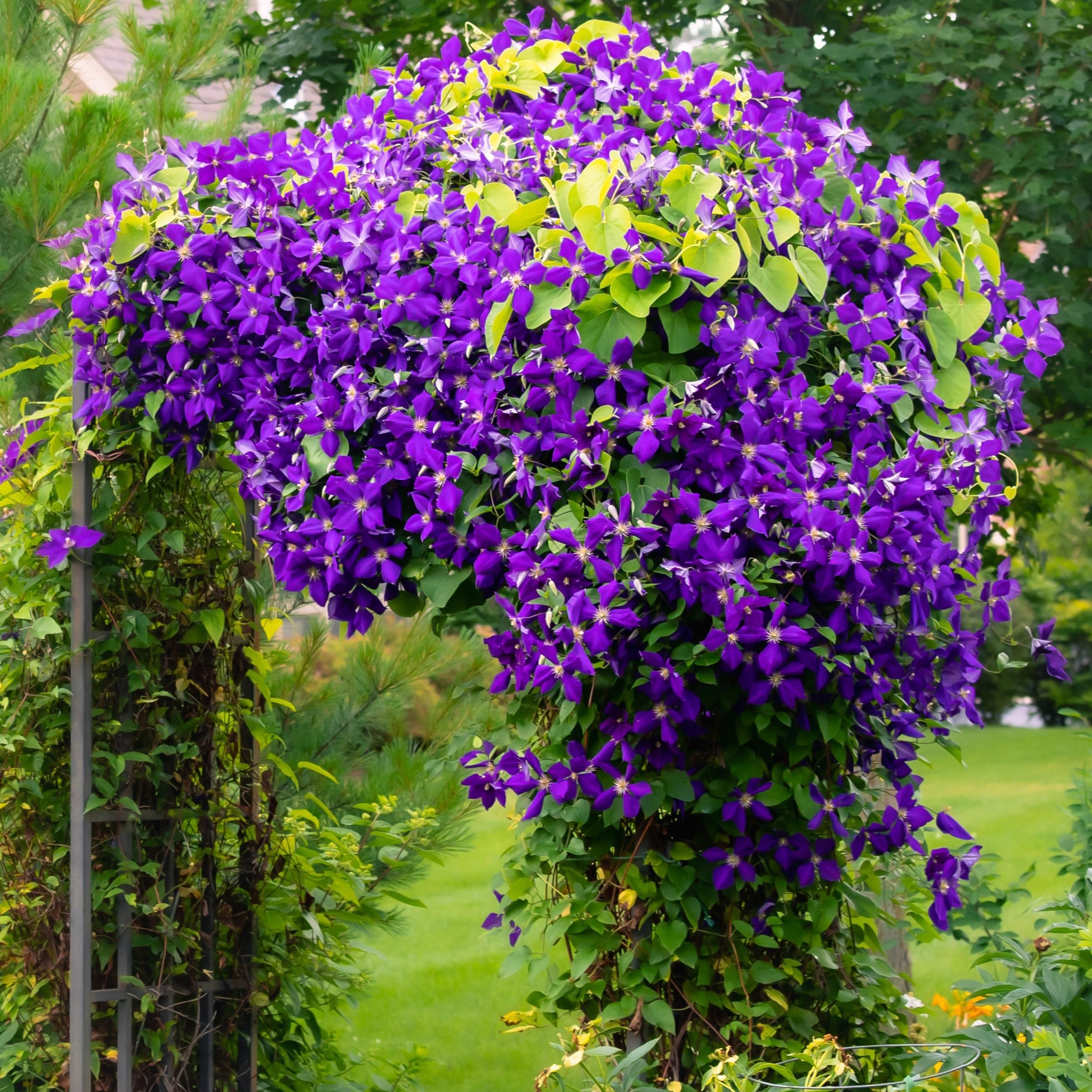 Kletterpflanze Clematis Jackmanii | Blaue Blüten | Wenig Pflege | 2 Pflanzen