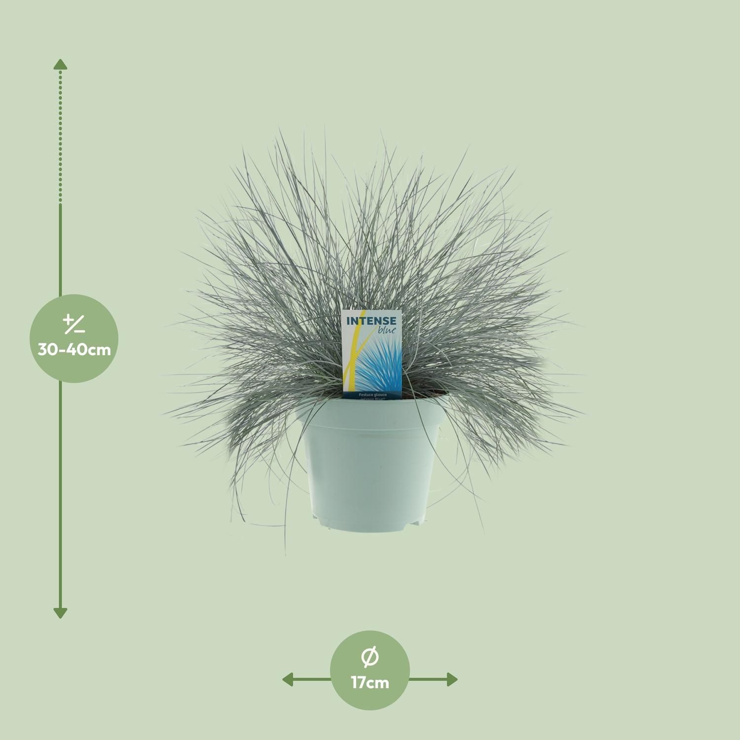 Festuca Glauca Ziergras Intense Blue