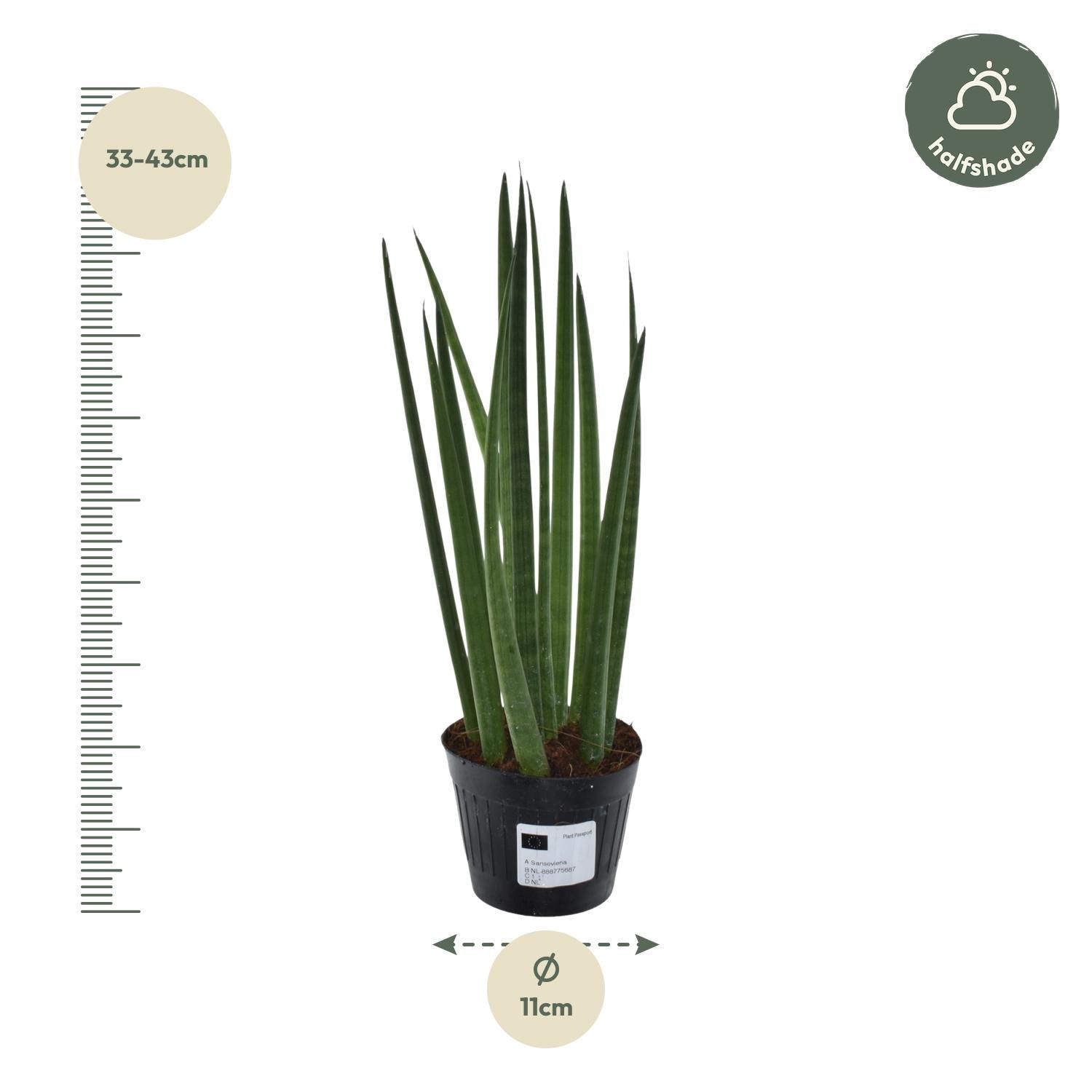 Sansevieria Cylindrica - Stilvolle Bogenhanf Zimmerpflanze