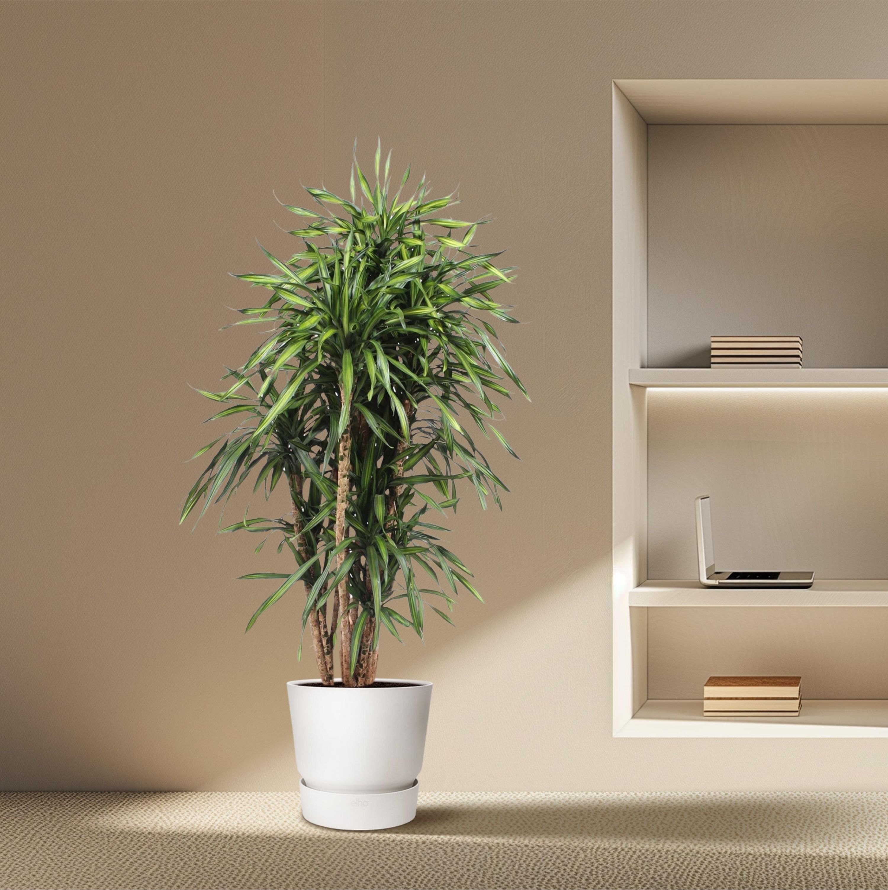Dracaena Riki Zimmerpflanze