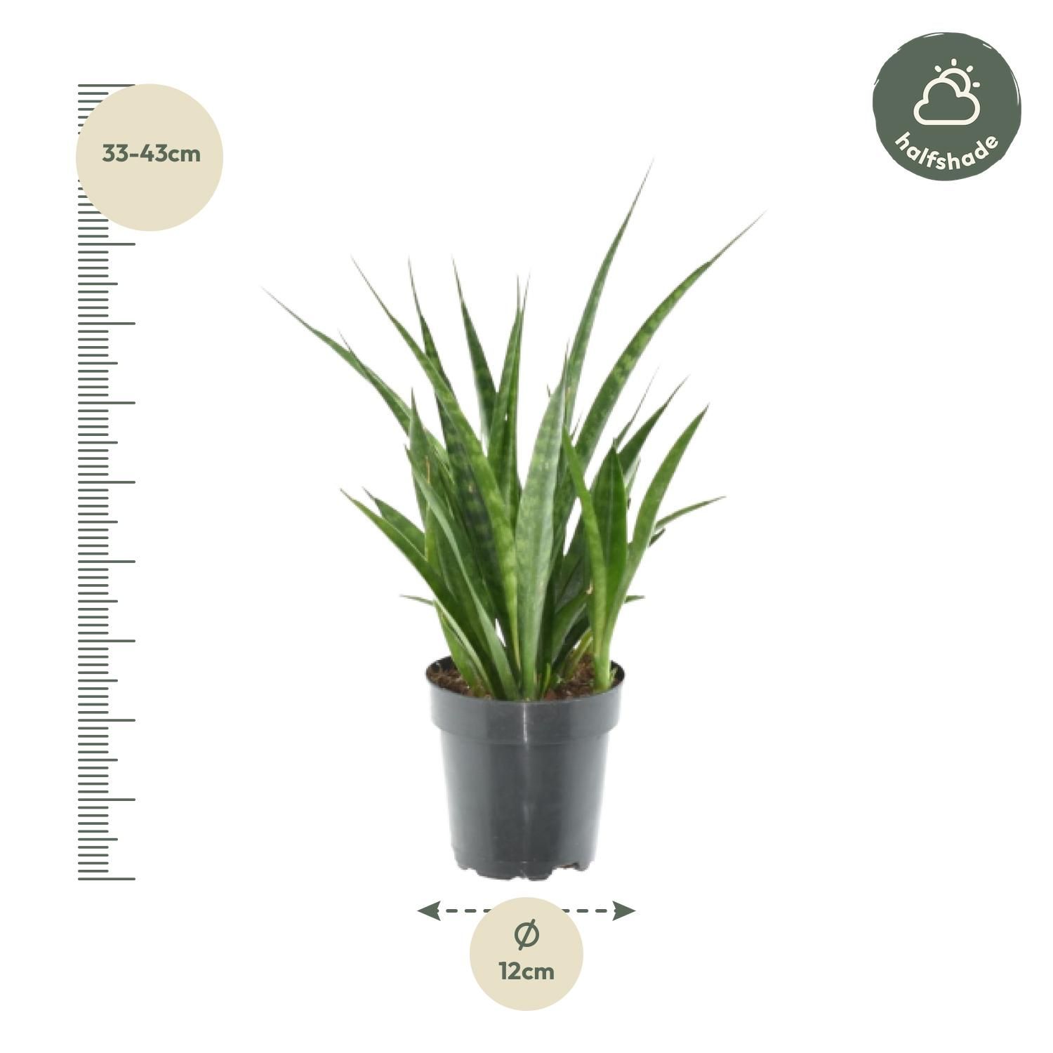 Sansevieria Kirkii Zimmerpflanze