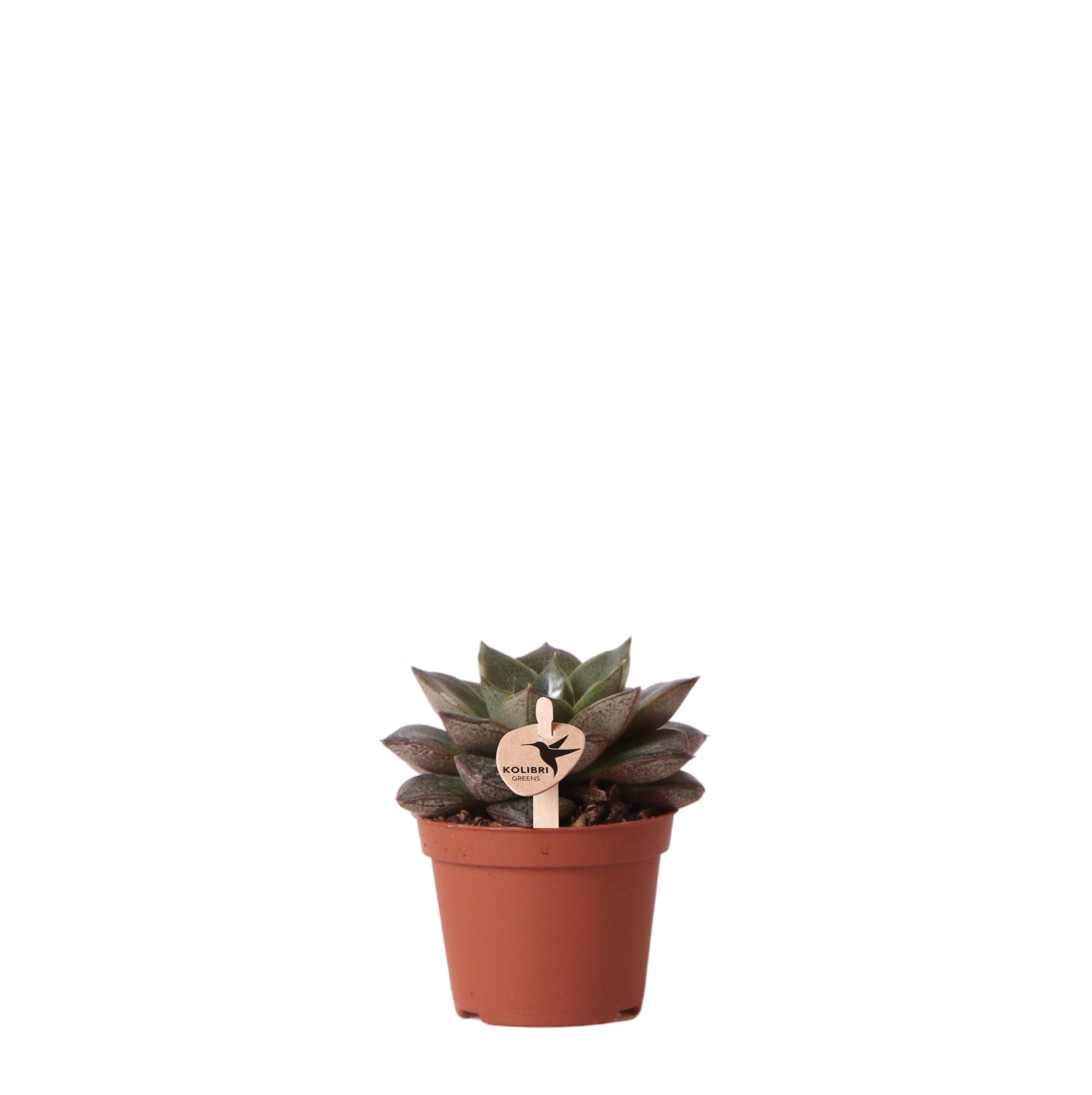 Echeveria Purpusorum Sukkulente Zimmerpflanze