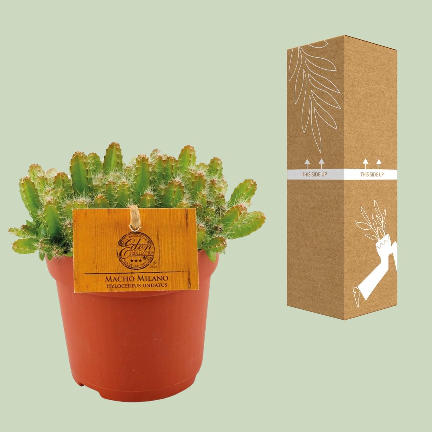 Hylocereus Undatus Kaktus elegant