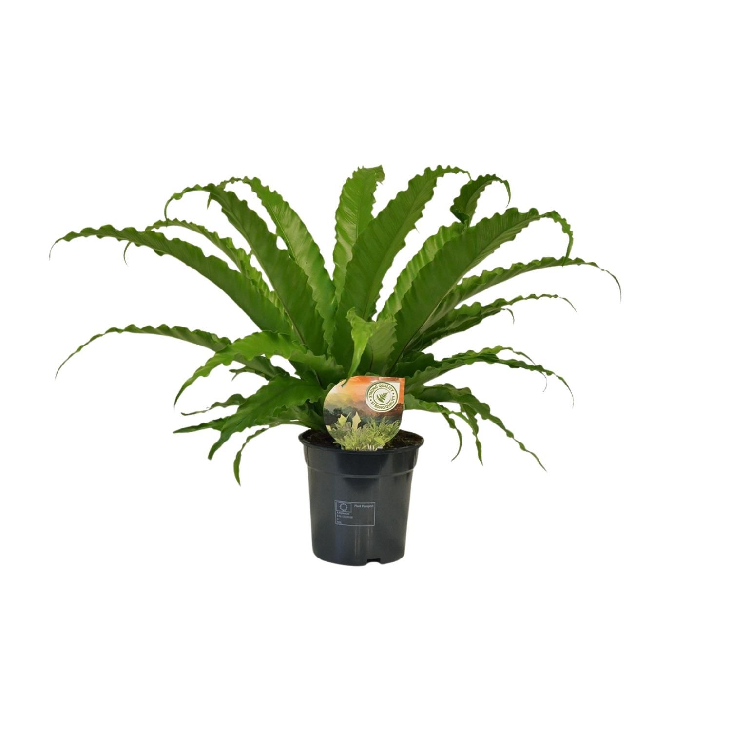 Asplenium Osaka - Eleganter Spleenfarn für Innen und Außen