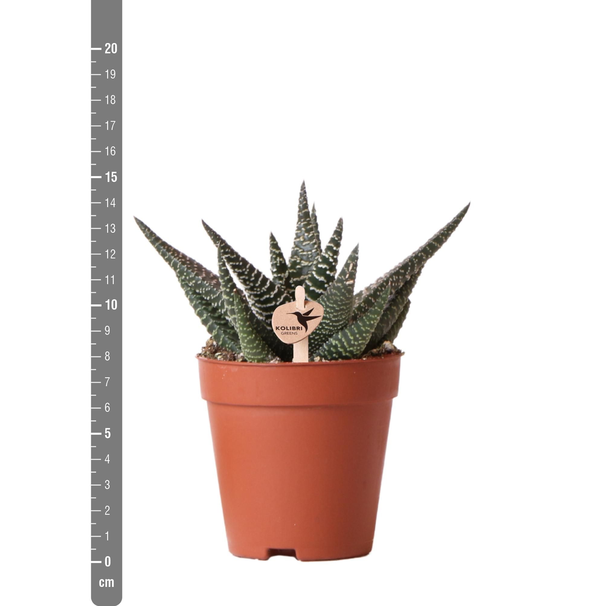 Haworthia Royal Highness Sukkulente Grünpflanze