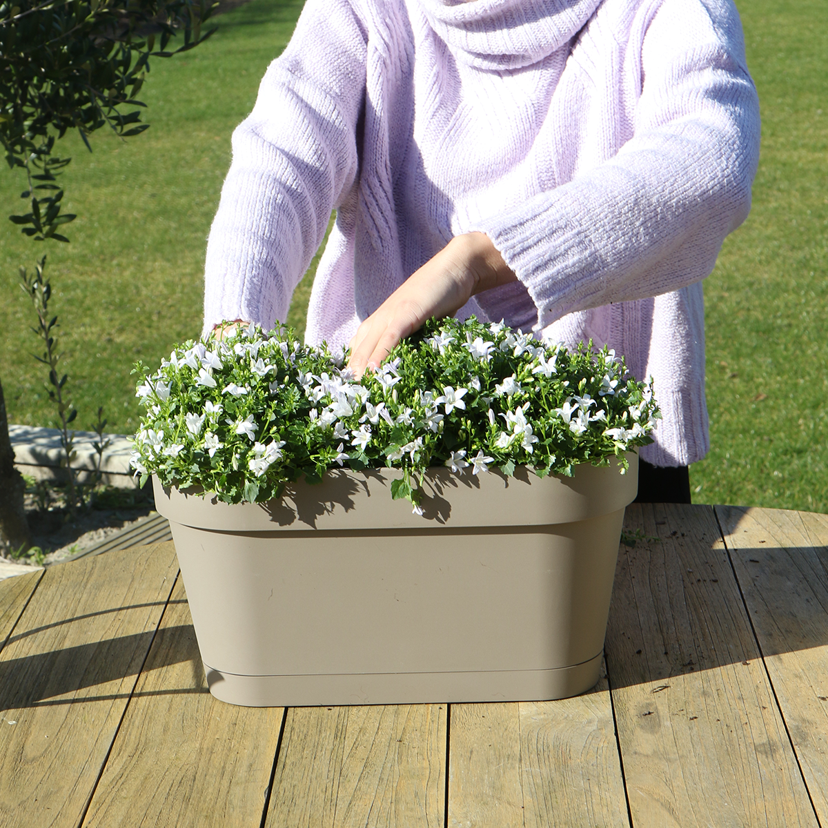 Taupe Balkonpflanzer mit weißen Campanula Stauden