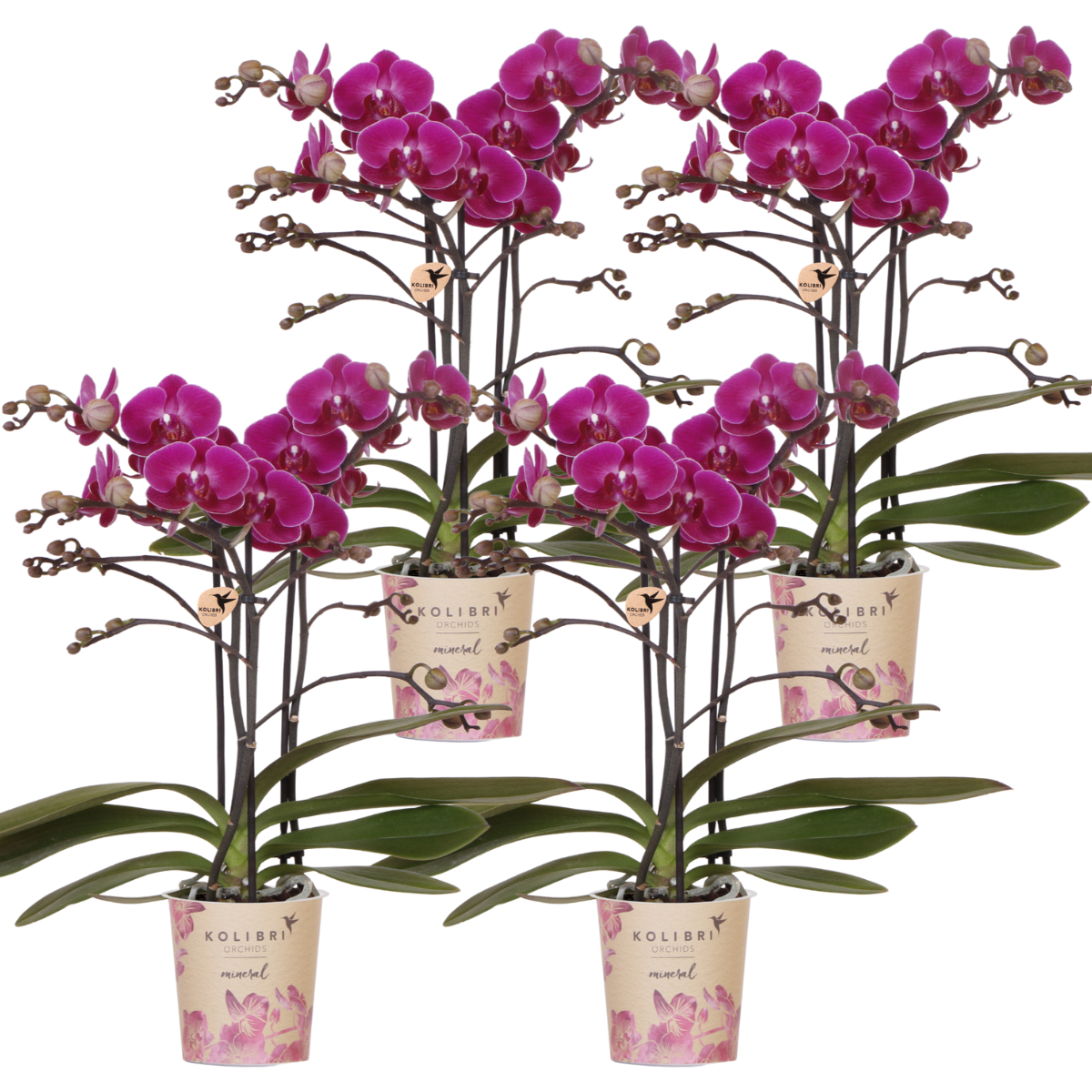 Phalaenopsis Orchidee - Purpurne Blütenpracht