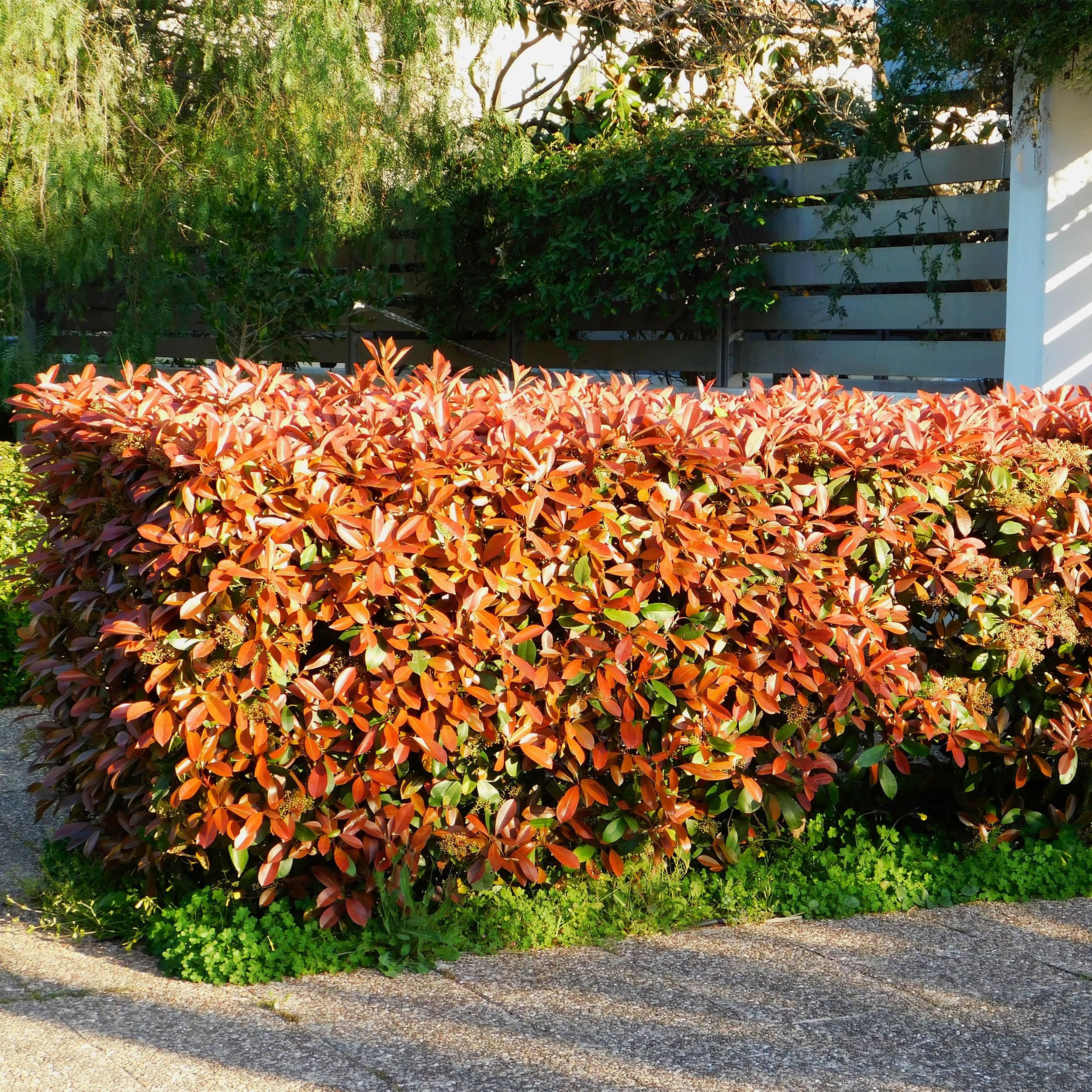 Photinia fraseri Red Robin – Immergrüne Heckenpflanze – Grün Rot – 6 Pflanzen für 1 Meter