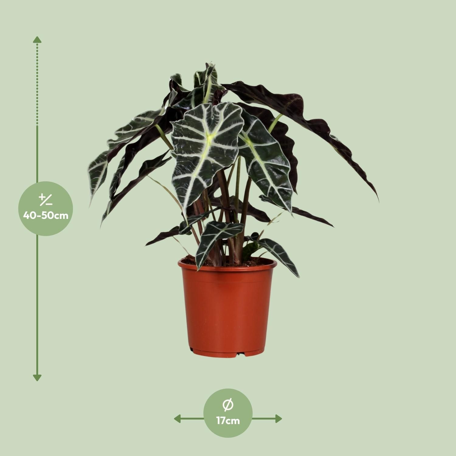 Alocasia Polly | Ø17cm | ↕45cm