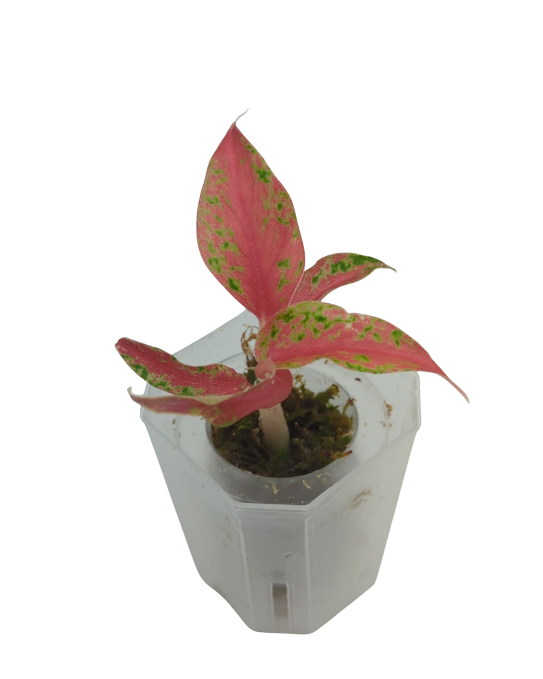 Aglaonema commutatum Nightsparkle