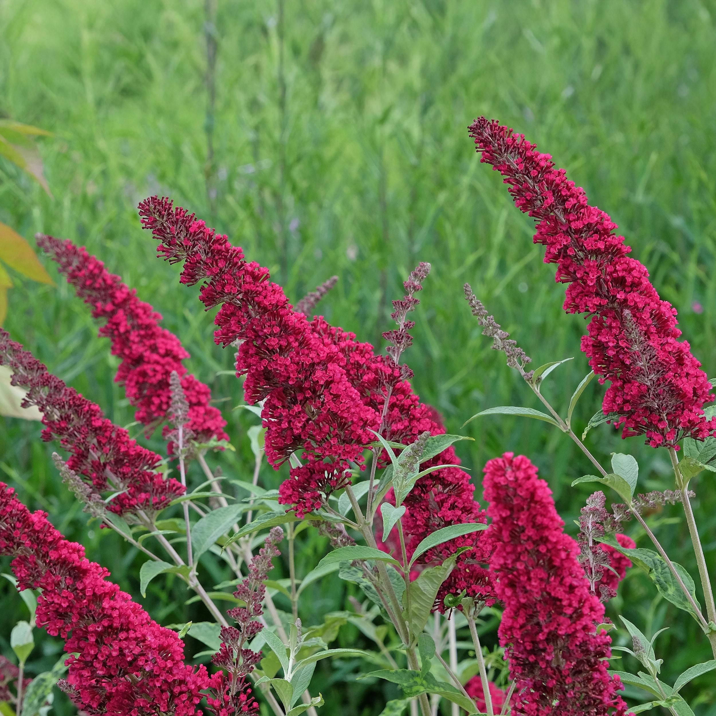 Schmetterlingsstrauch Buddleja davidii | Rote Blüten | Schmetterlingsanziehend | 1 Pflanze