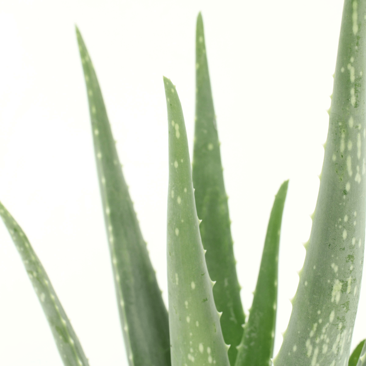 Aloe Vera Sukkulente Zimmerpflanze