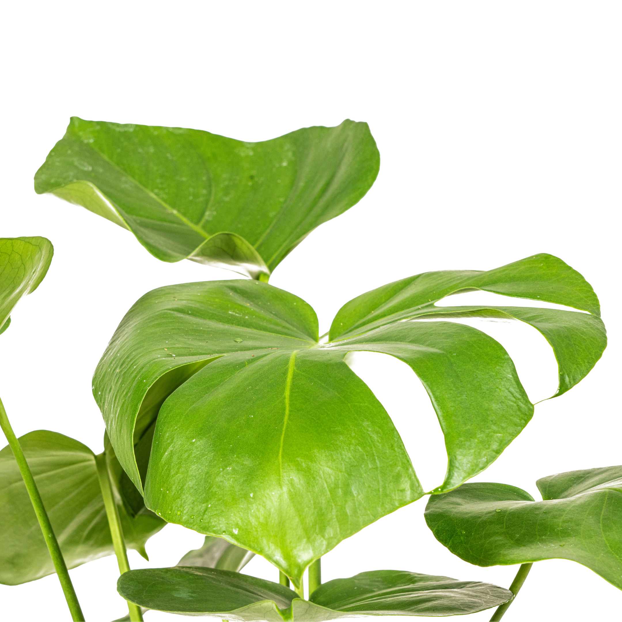 Monstera Deliciosa Tauerii – Topf Ø17cm – Höhe 50-70cm