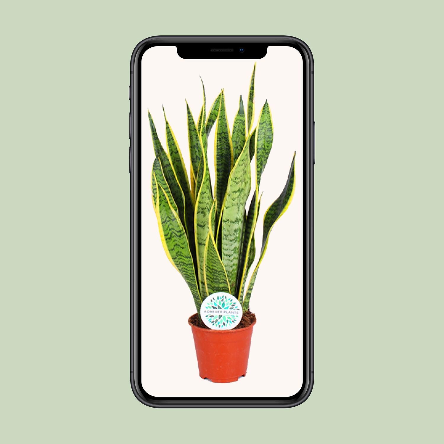 Sansevieria Laurentii Zimmerpflanze
