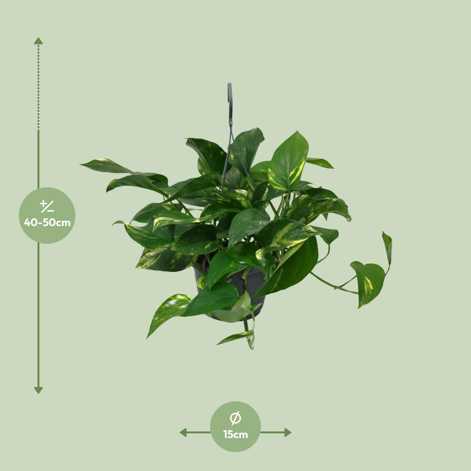 Scindapsus Epipremnum Zimmerpflanze