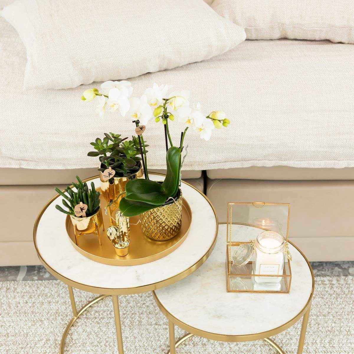 Phalaenopsis Orchidee Amabilis im goldenen Diamant-Dekotopf