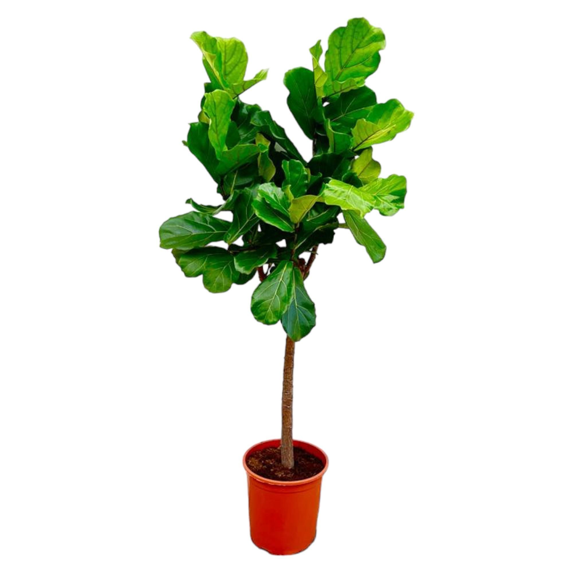 Eleganter Ficus Lyrata Zimmerpflanze mit großem Stamm