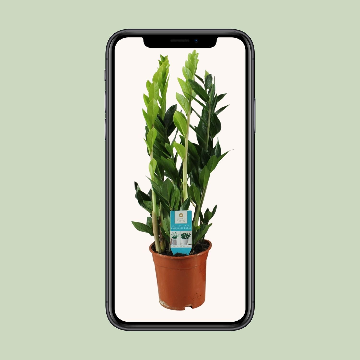 Zamioculcas Zimmerpflanze - pflegeleicht und elegant