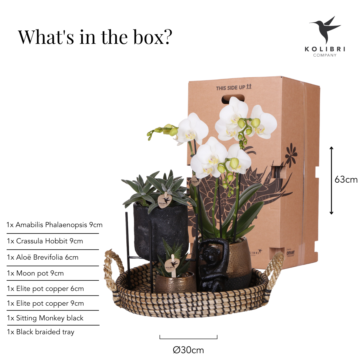 Phalaenopsis Orchidee Geschenkset Home Hub mit Grünpflanzen