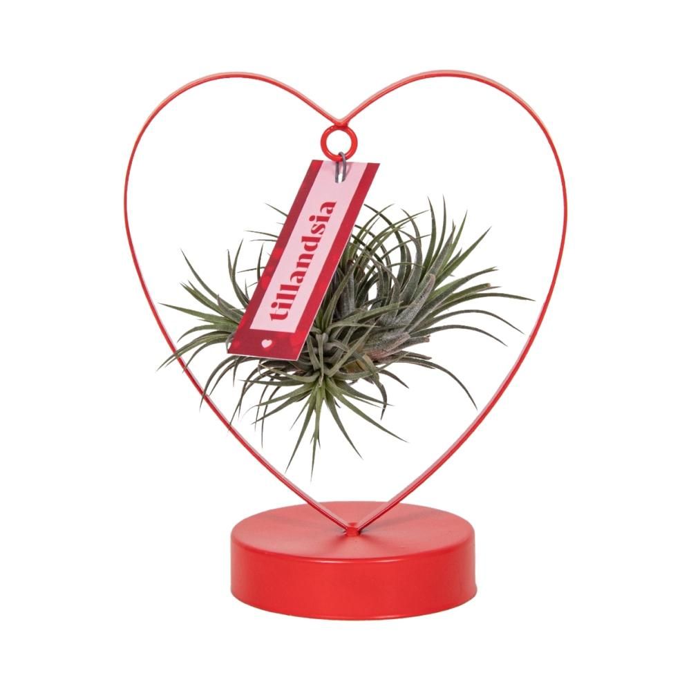 Tillandsia Ionantha Silver Luftpflanze