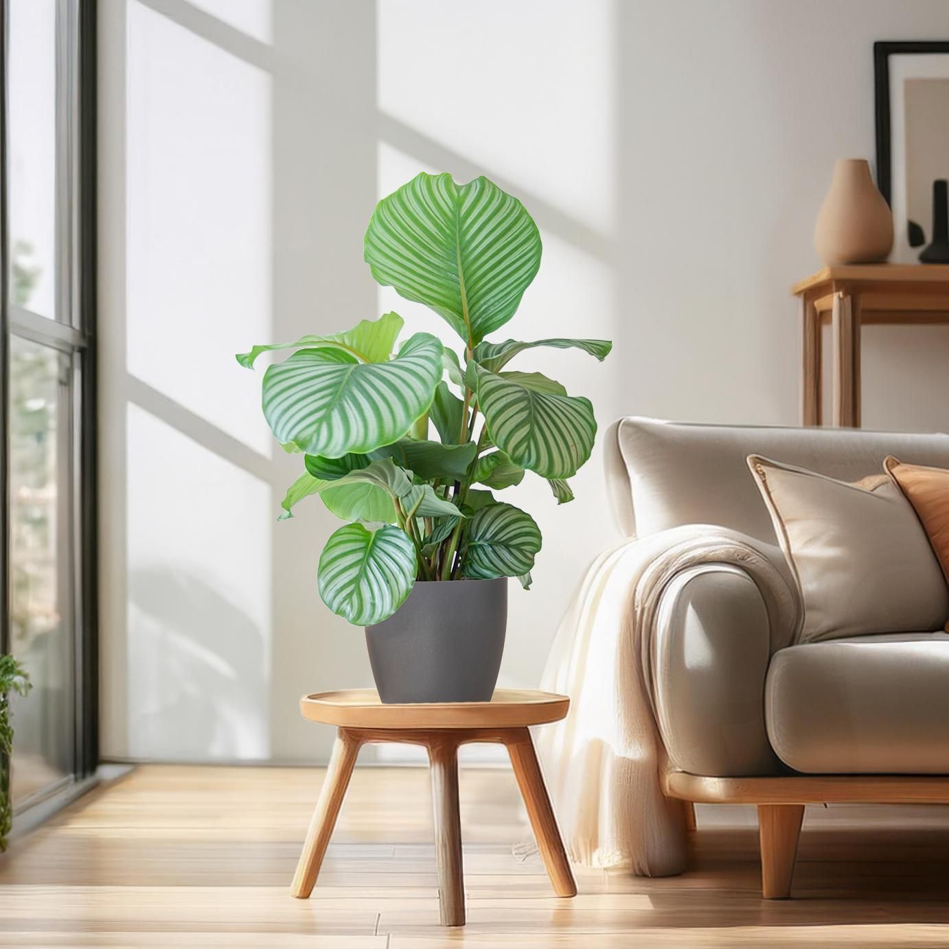 Calathea Orbifolia | 65cm | Ø21
