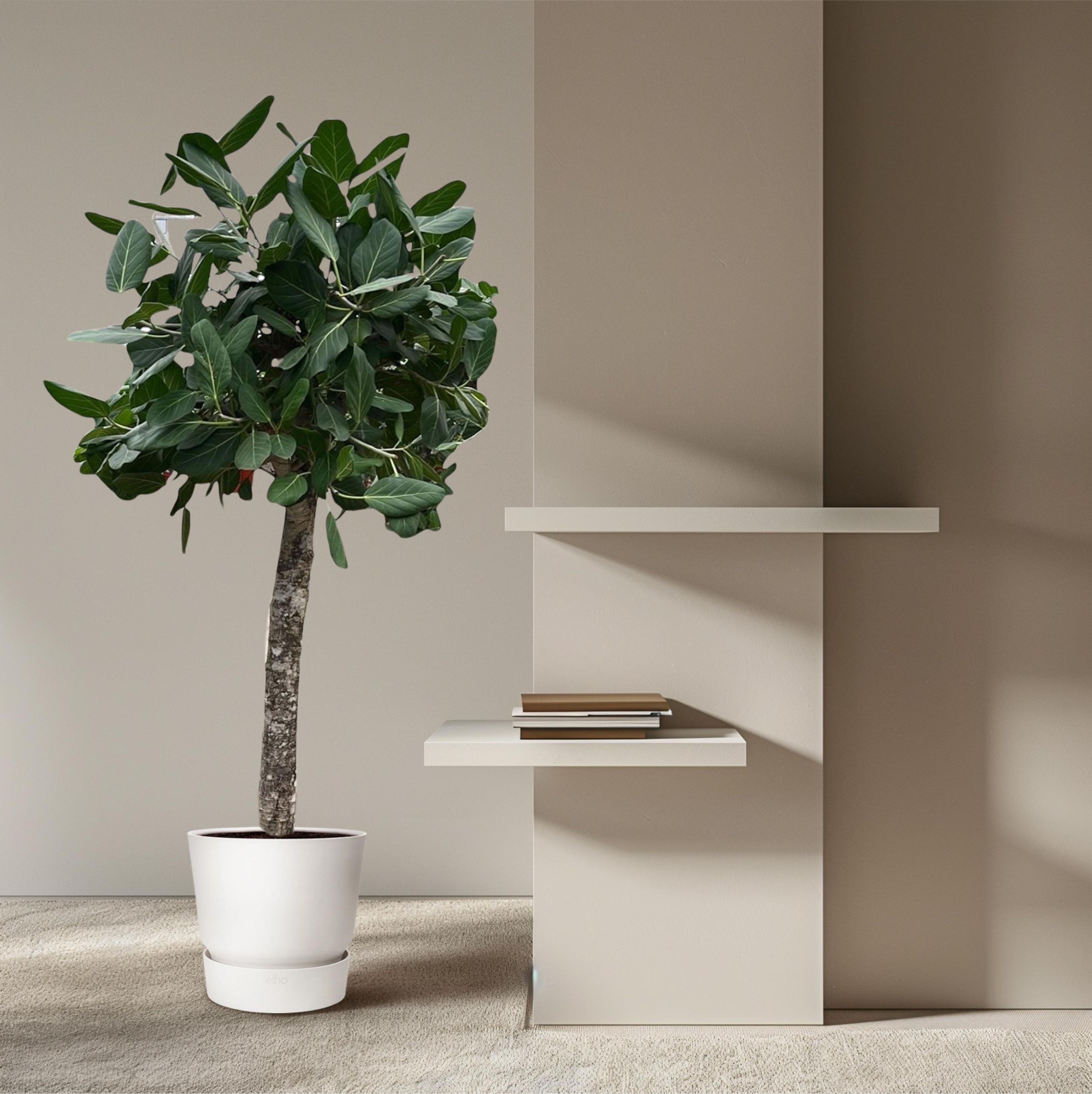 Ficus Benghalensis Zimmerbaum
