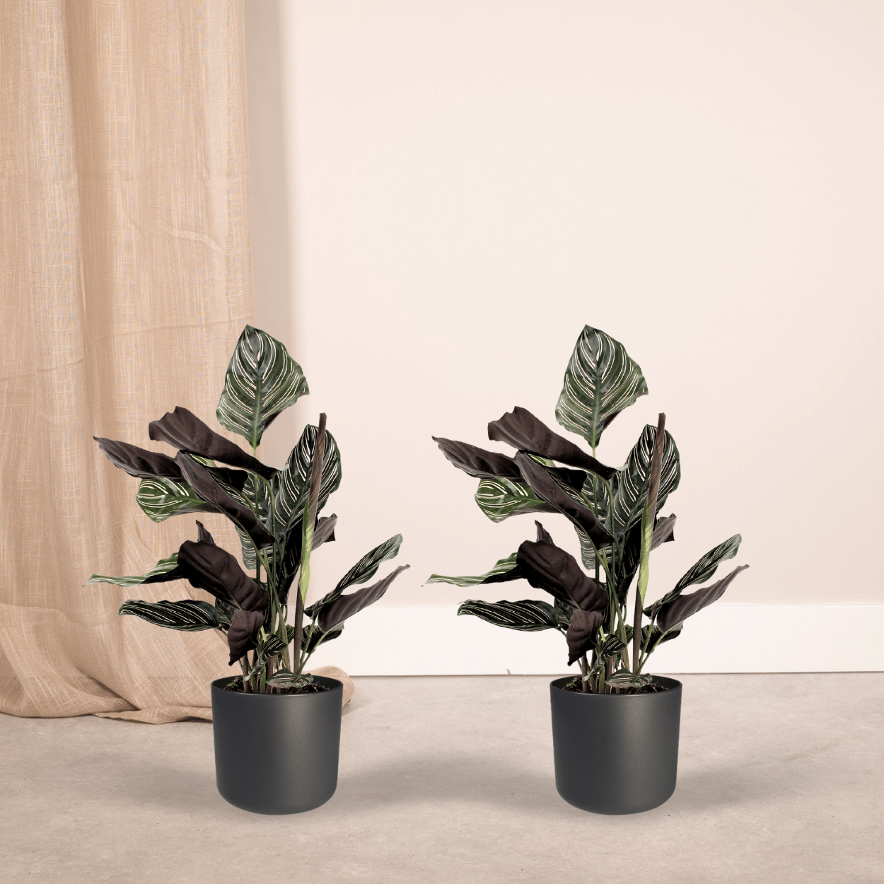 Calathea Ornata Zimmerpflanze