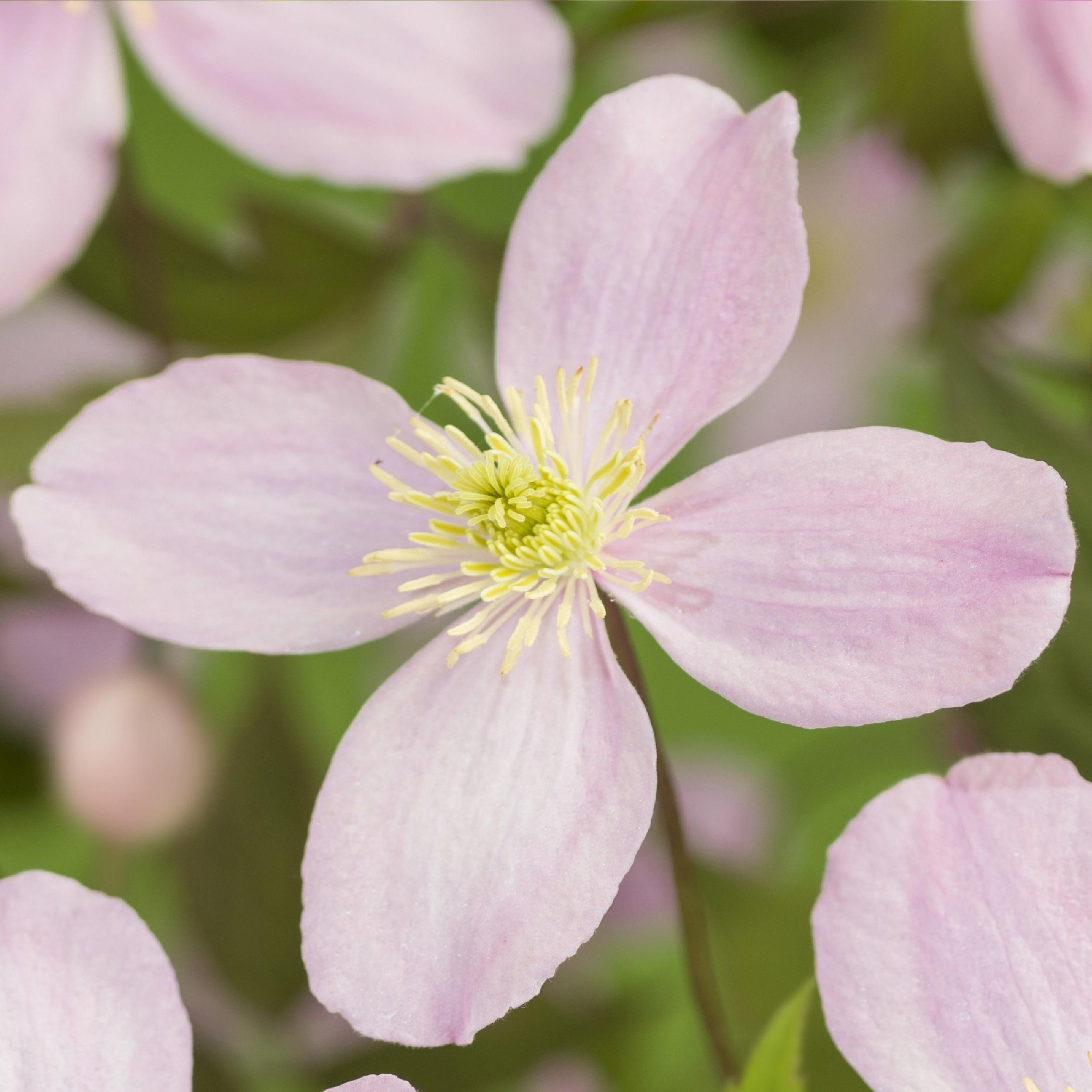 Clematis montana Rubens – 2 Kletterpflanzen – Rosa Blüten – Frühblühend