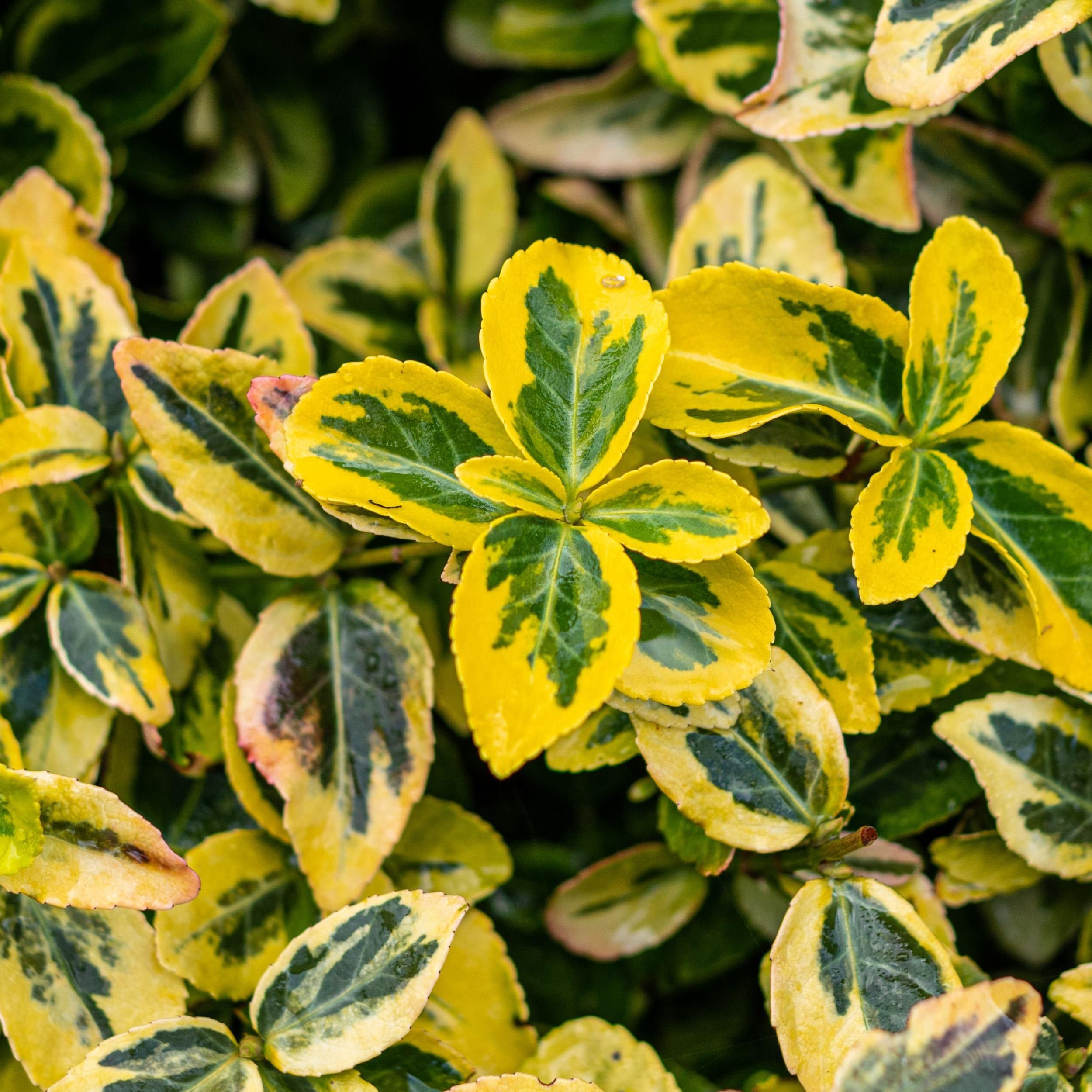 Euonymus fortunei Emerald n Gold – Stamm-Pflanze | Immergrün | Wenig Pflege – Topf 19cm Höhe 90cm