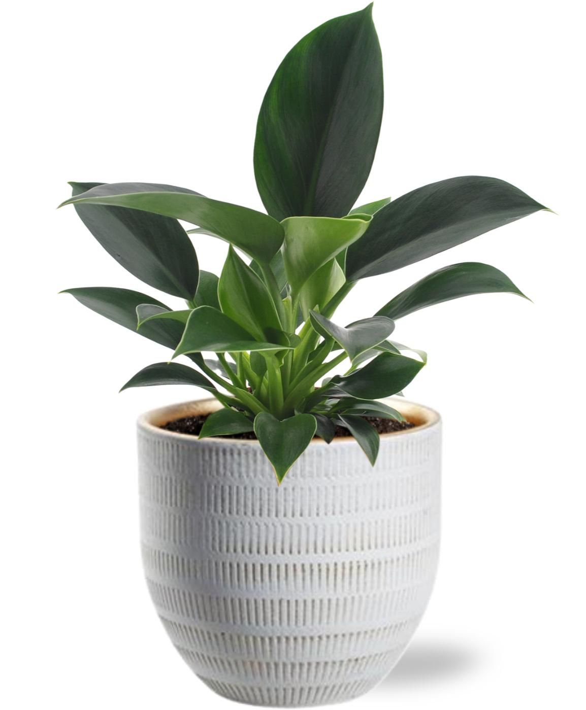 Philodendron Green Princess – Ø12cm – ↕25cm – Inklusive Weißer Topf