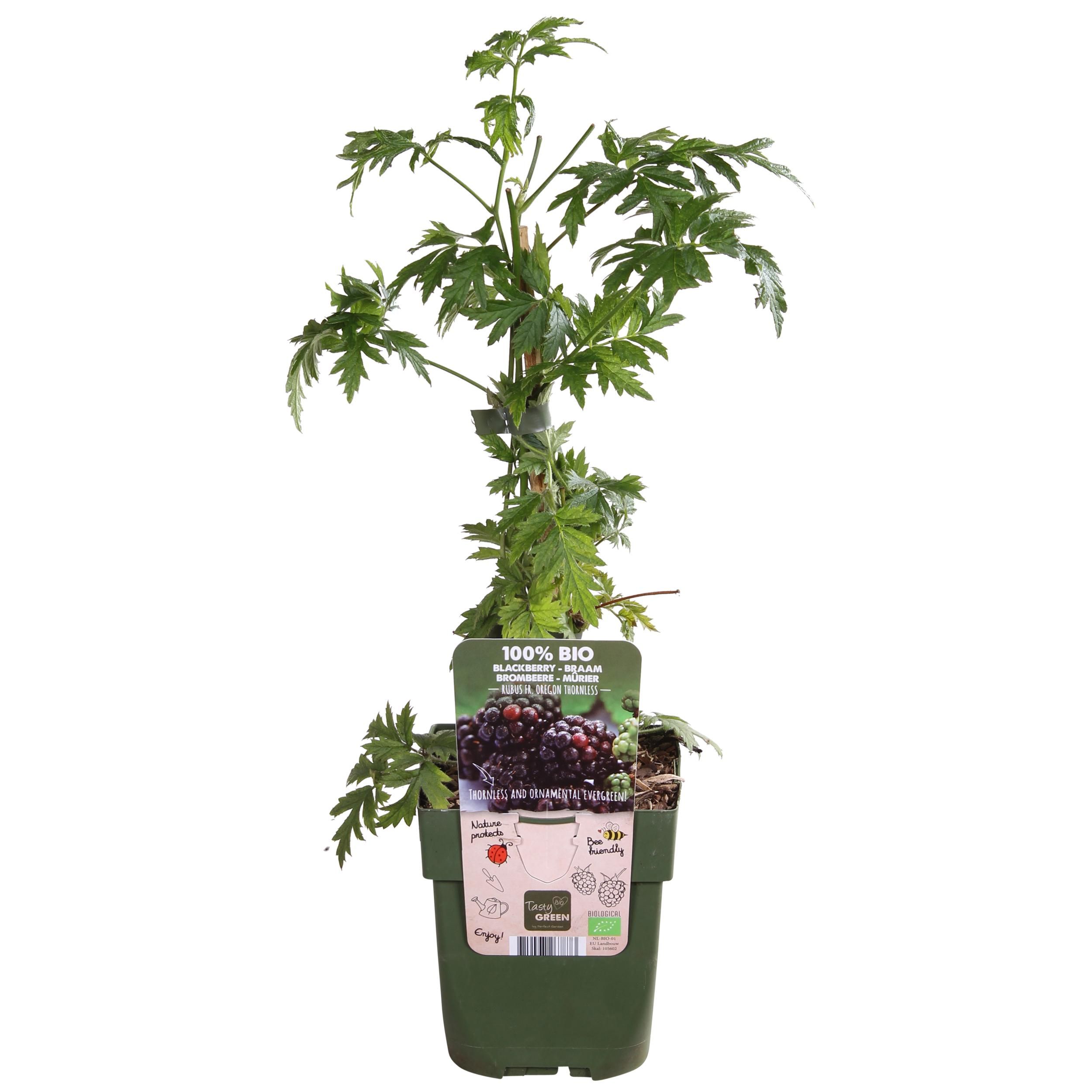 Dornenlose Brombeere Rubus fruticosus für Garten und Terrasse