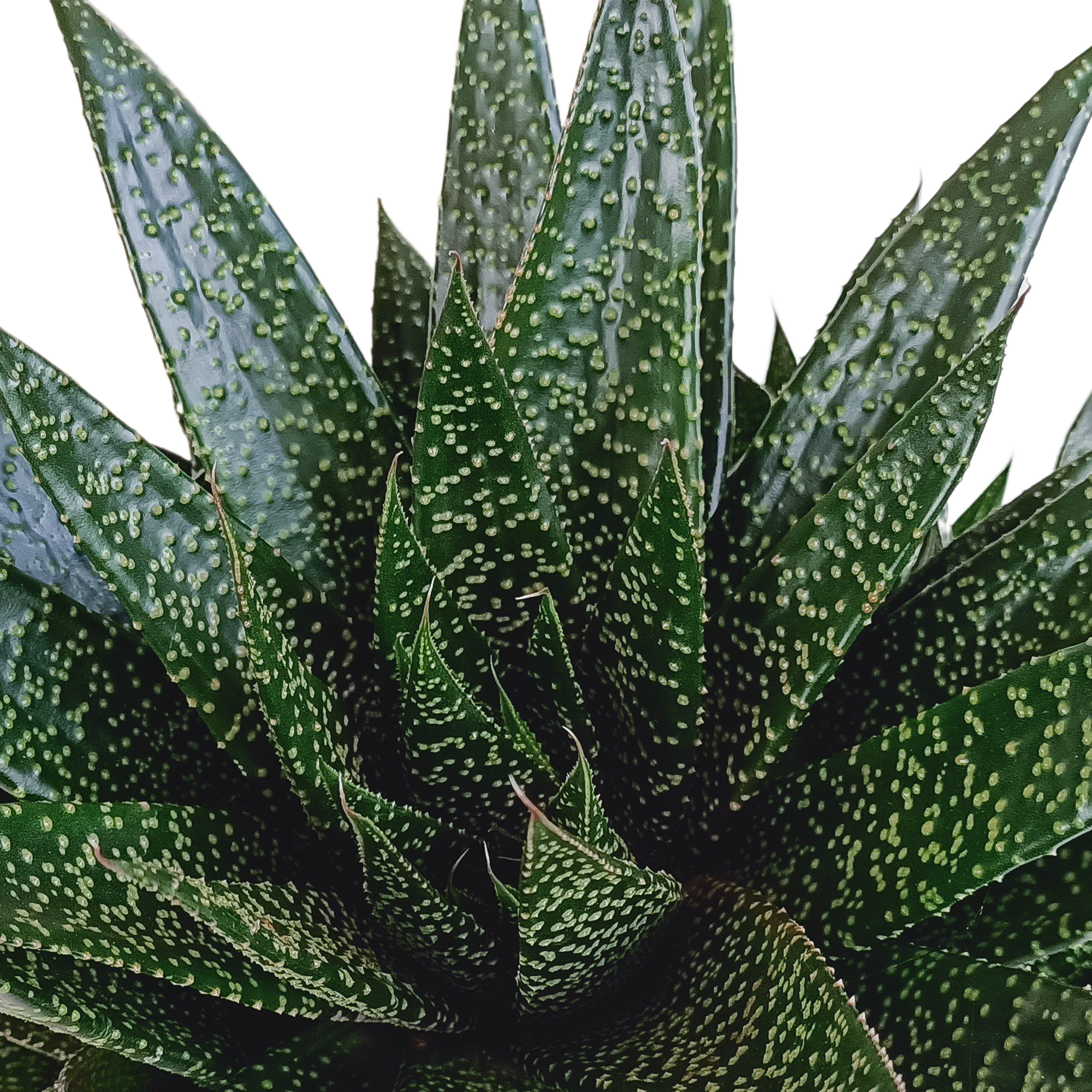 Gasteria mit gefleckten dunkelgrünen Blättern