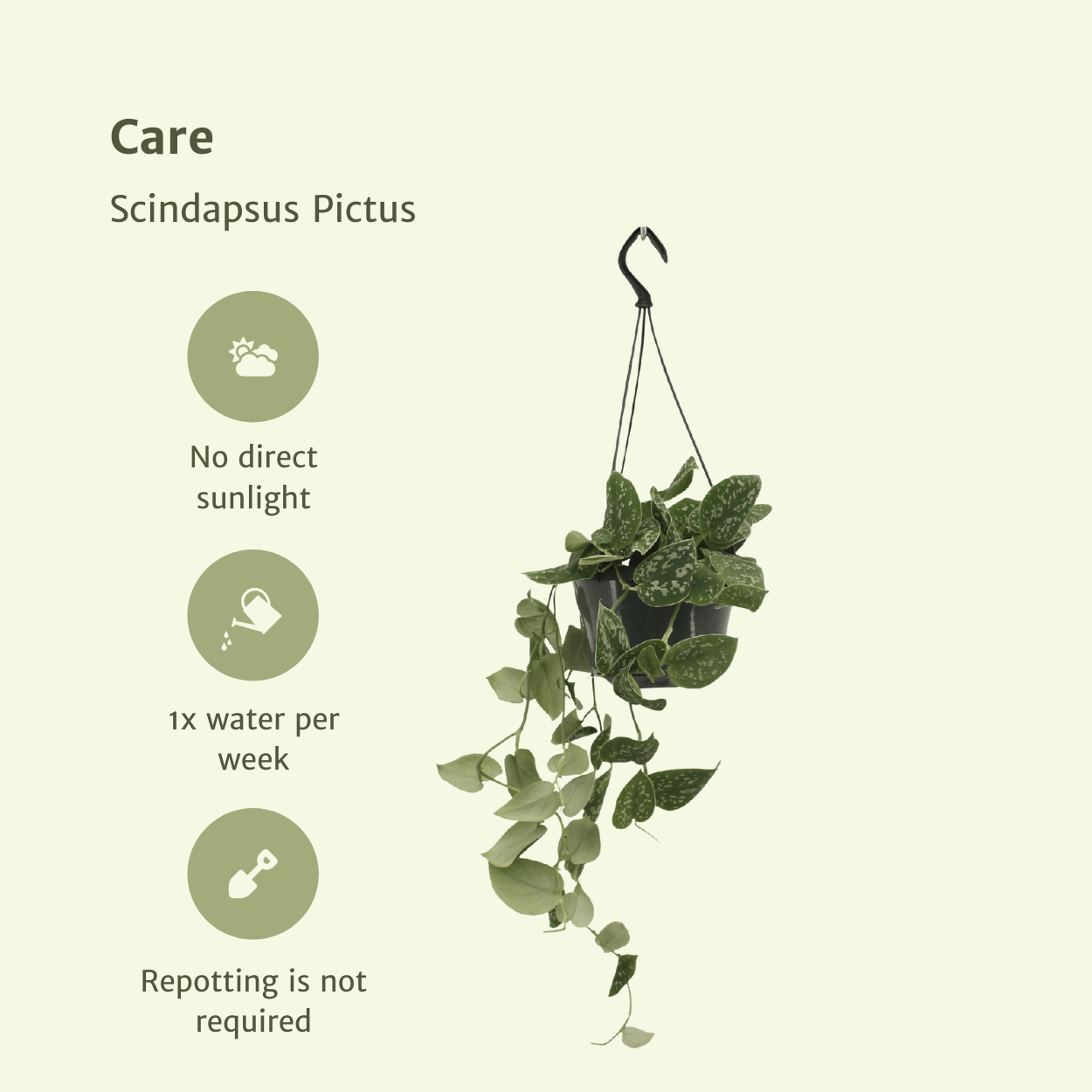 Scindapsus Pictus Zimmerpflanze